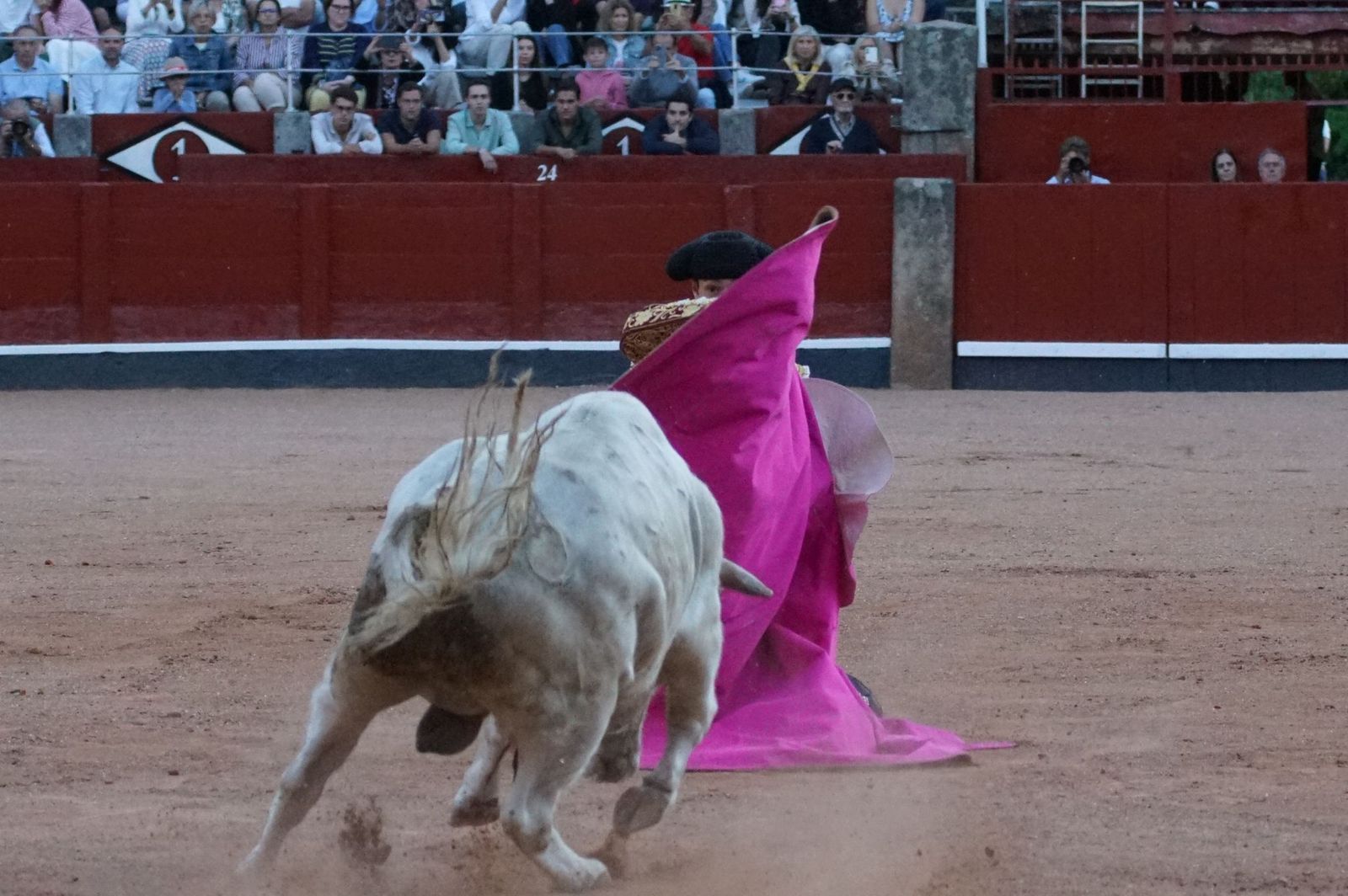 Clase práctica con alumnos de la Escuela de Tauromaquia de Salamanca (Diego Mateos, Noel García y Álvaro Rojo con erales de Esteban Isidro)