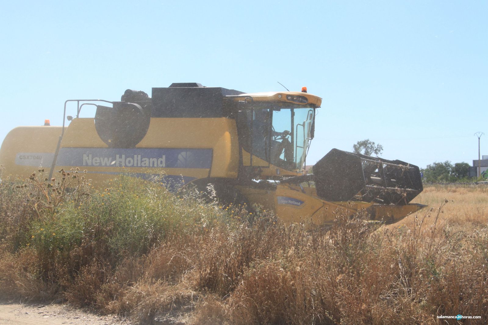 Cereales cosecha junio 2020 RMFIMG 7432