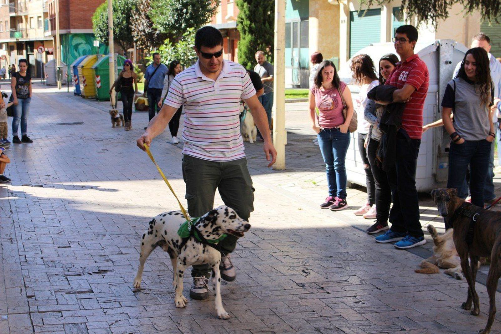 Aumentan las adopciones de animales pero también los abandonos