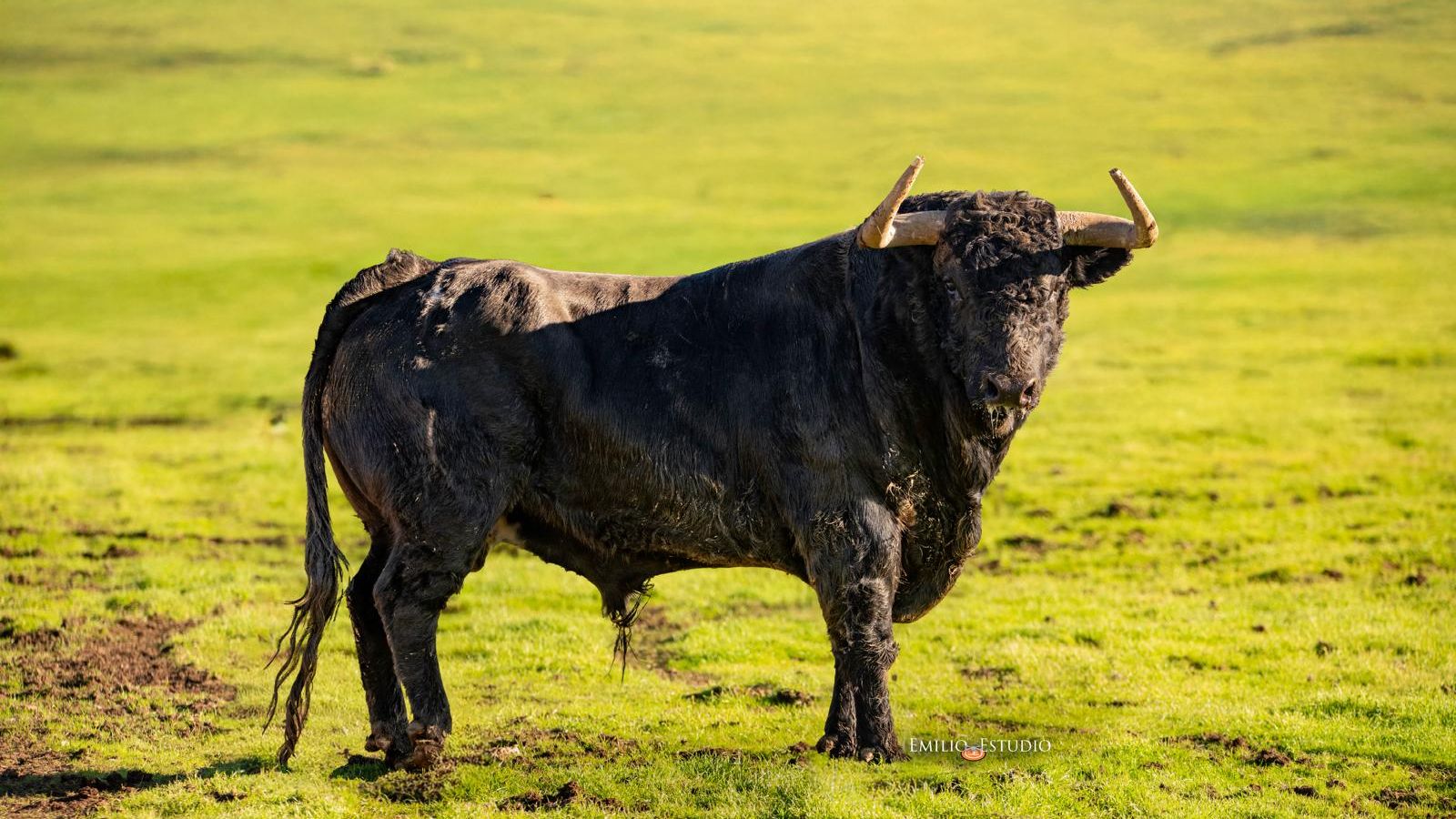 Valenciano, Toro Antruejo del Carnaval del Toro de Ciudad Rodrigo 2026