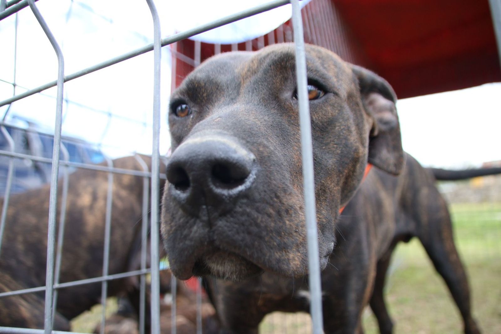 Feria de San Felipe en Barruecopardo 2025