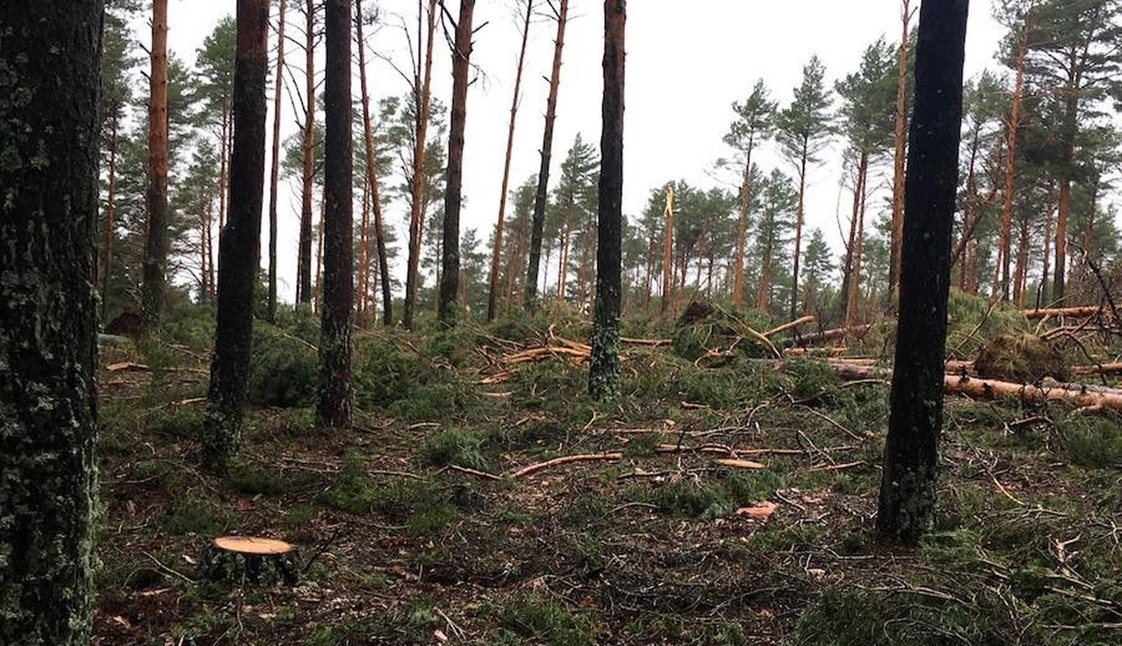 Arboles CandelarioWhatsApp Image 2019 12 22 at 17.29.38