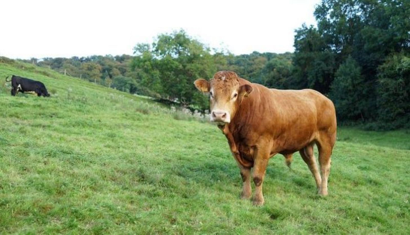 Vacas en un terreno pastando.Archivo