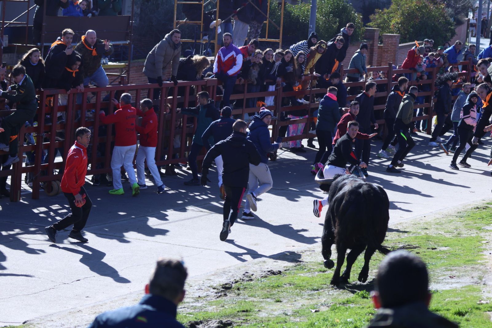 Toro del Antruejo 2026 en el Carnaval del Toro de Ciudad Rodrigo