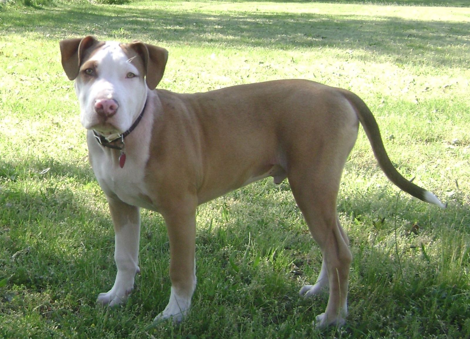 American Pit Bull Terrier (5 months old) American Pit Bull Terrier (5 months old)
