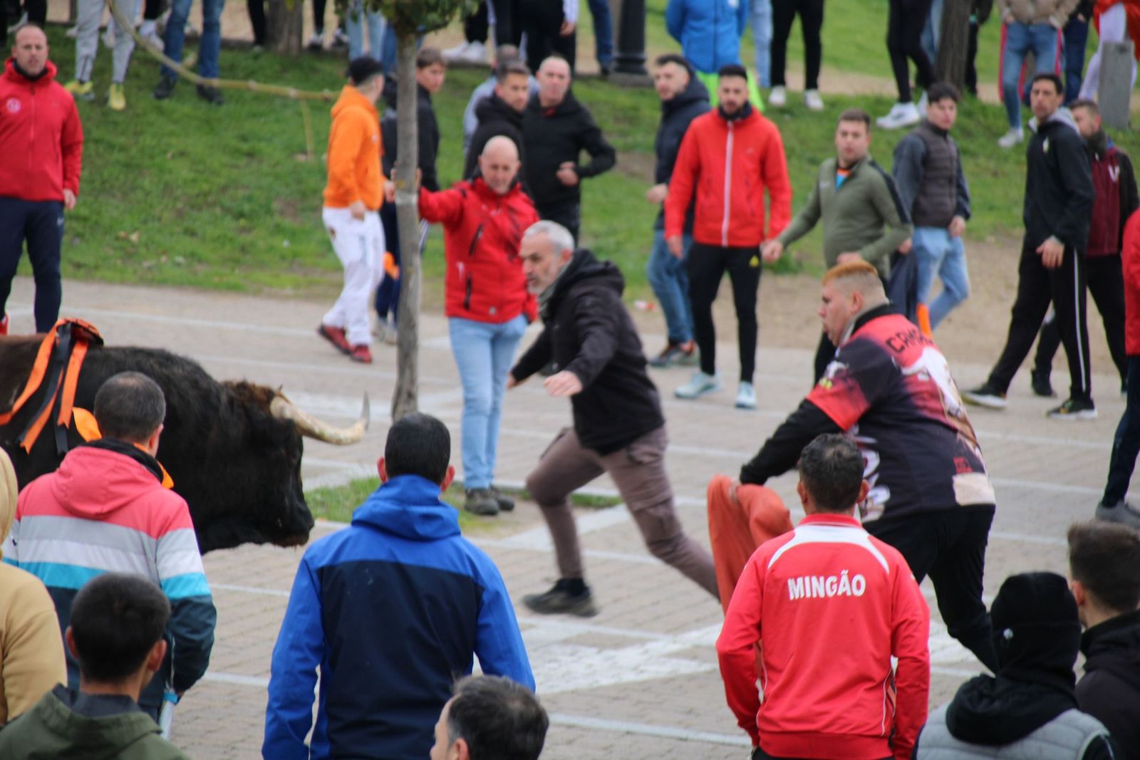 Suelta del XIV Toro del Antruejo y encierro urbano en el sábado de Carnaval de Ciudad Rodrigo