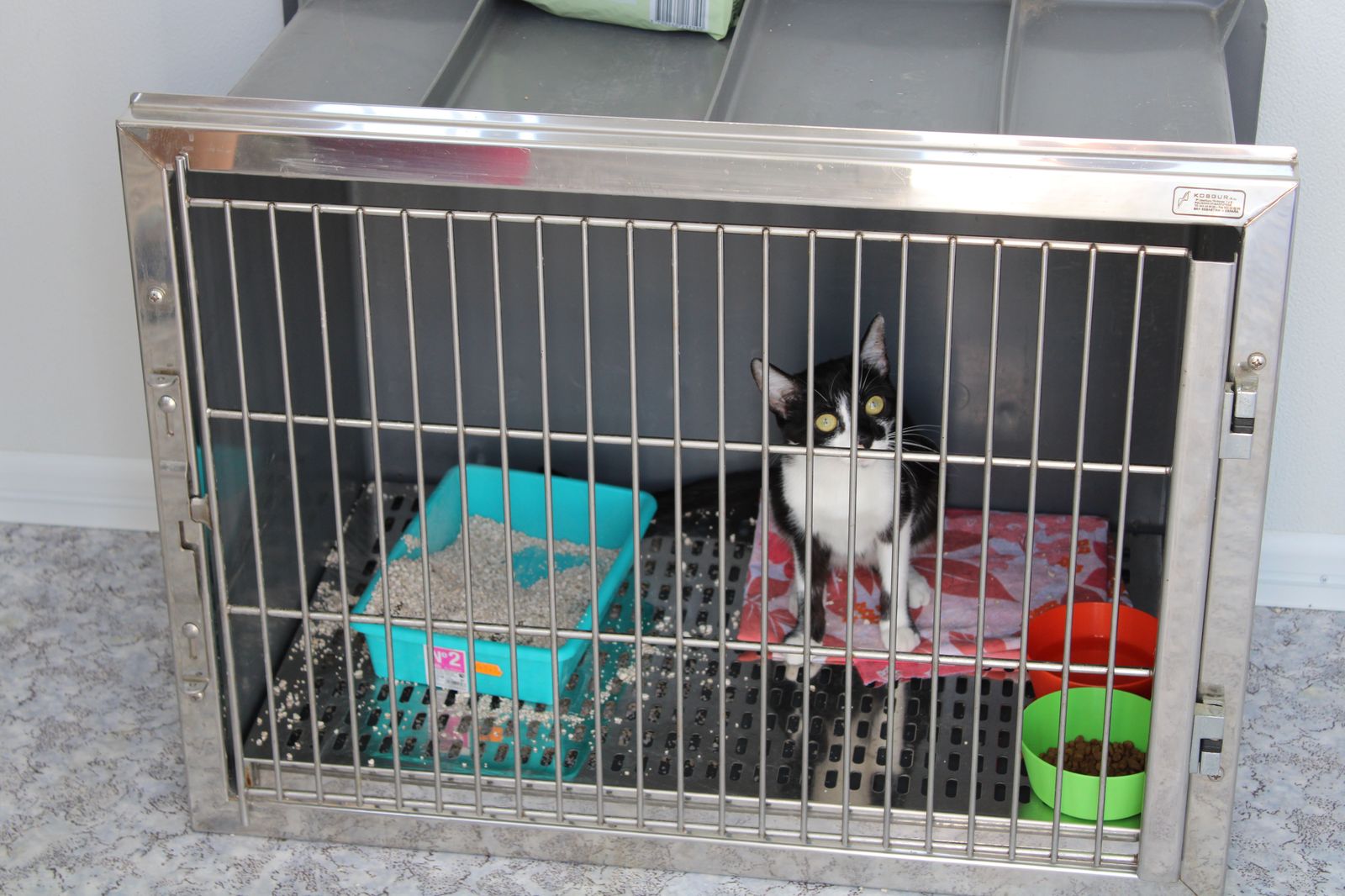 refugio-de-animales-del-ayuntamiento-de-salamanca-22