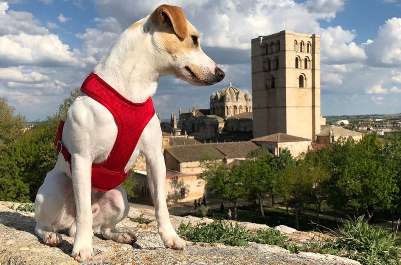Pipper perro influencer zamora