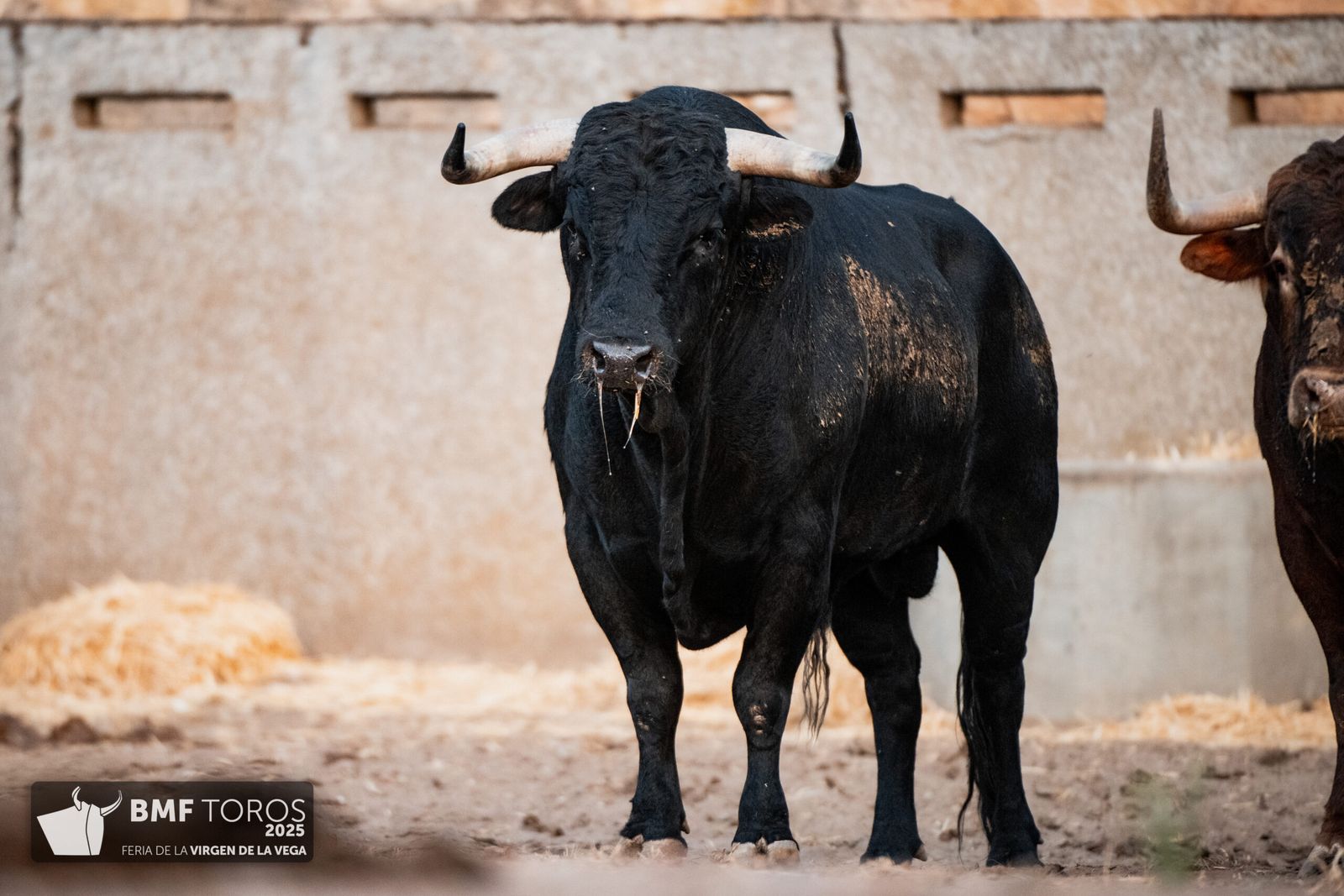 De 'Filósofo' a 'Volador': los toros García y Olga Jiménez para el regreso de Morante a La Glorieta con Ismael Martín y Marco Pérez