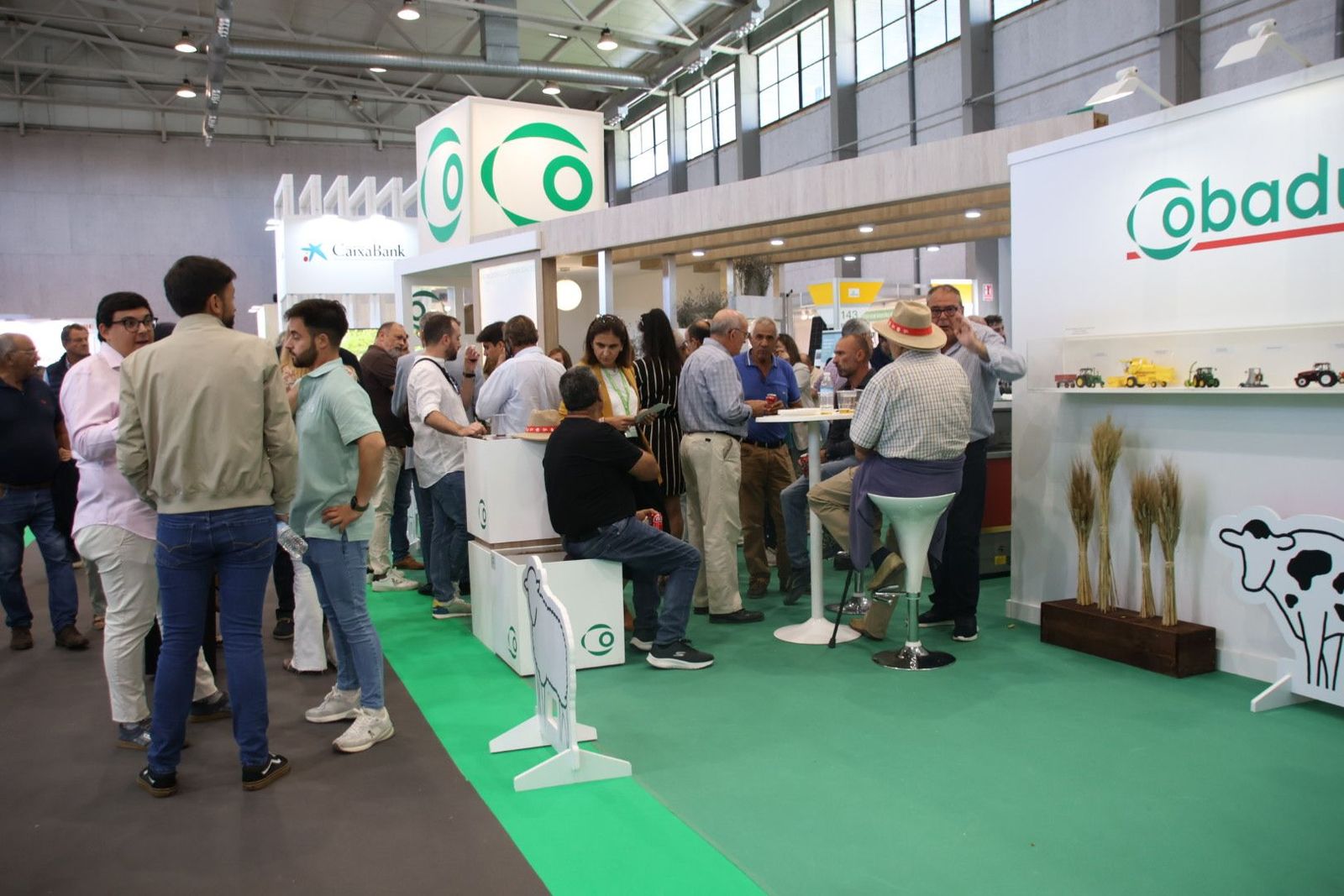 Cobadu  en Salamaq 24