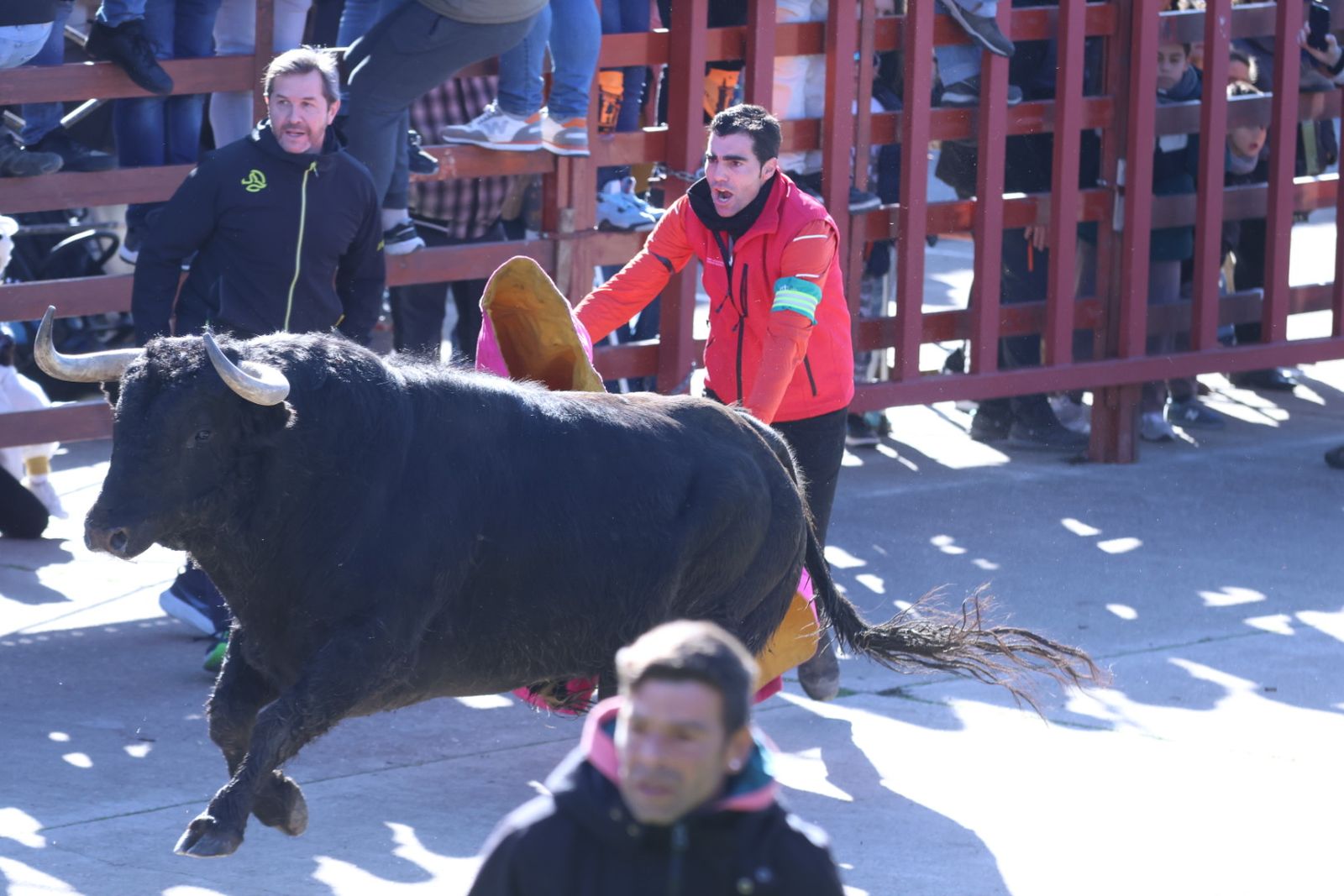 Toro del Antruejo 2026 en el Carnaval del Toro de Ciudad Rodrigo