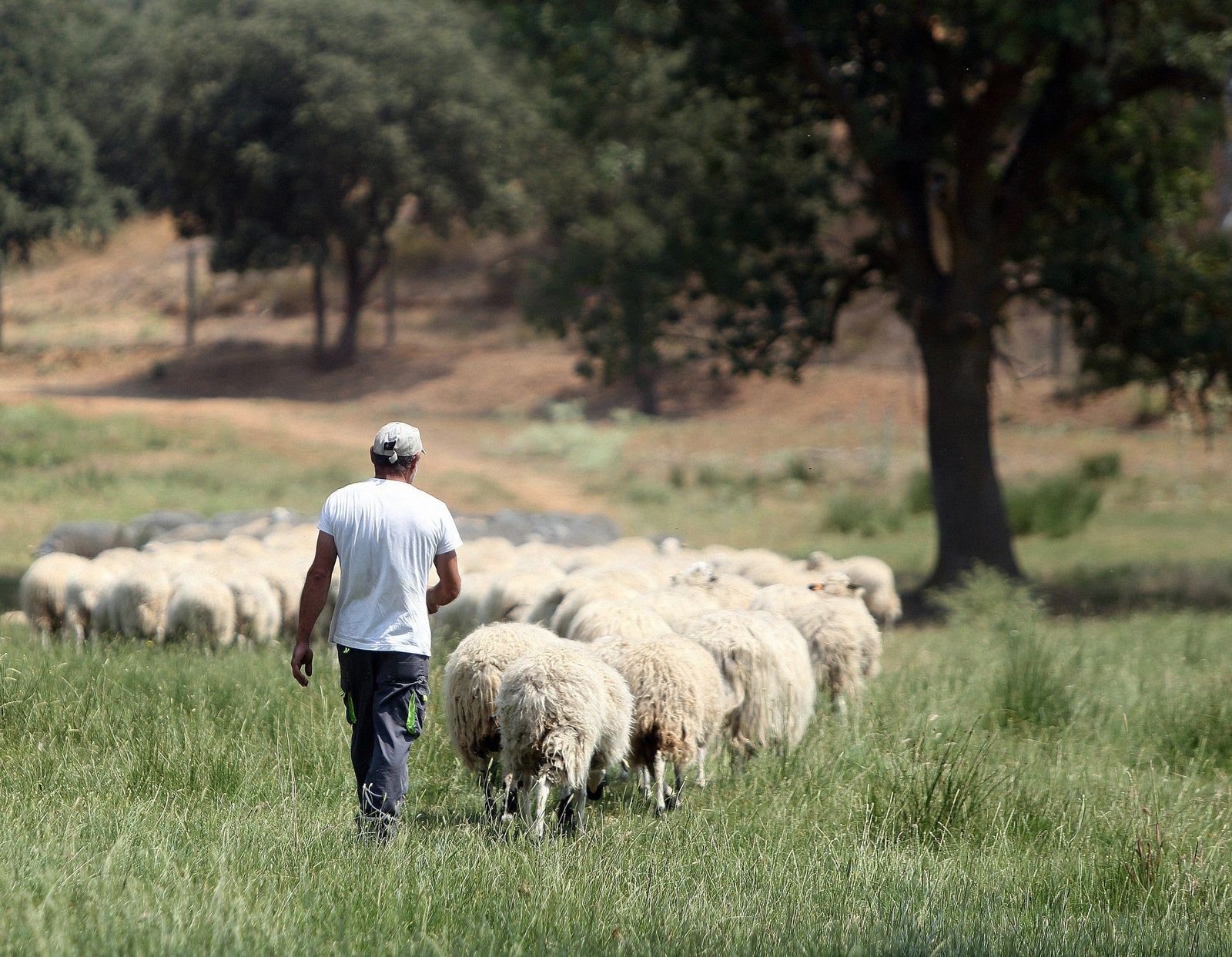 Imagen de la dehesa. Petramora