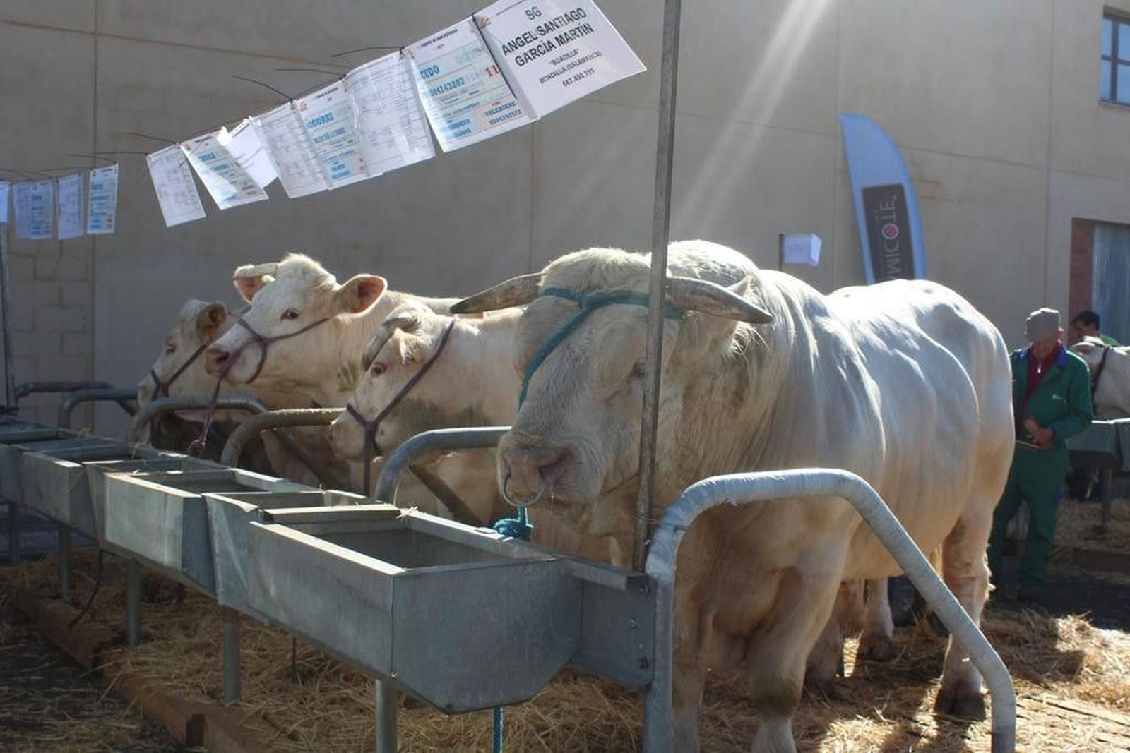 IV Feria de Ganado Selecto La Fuente de San Esteban. Foto de archivo.