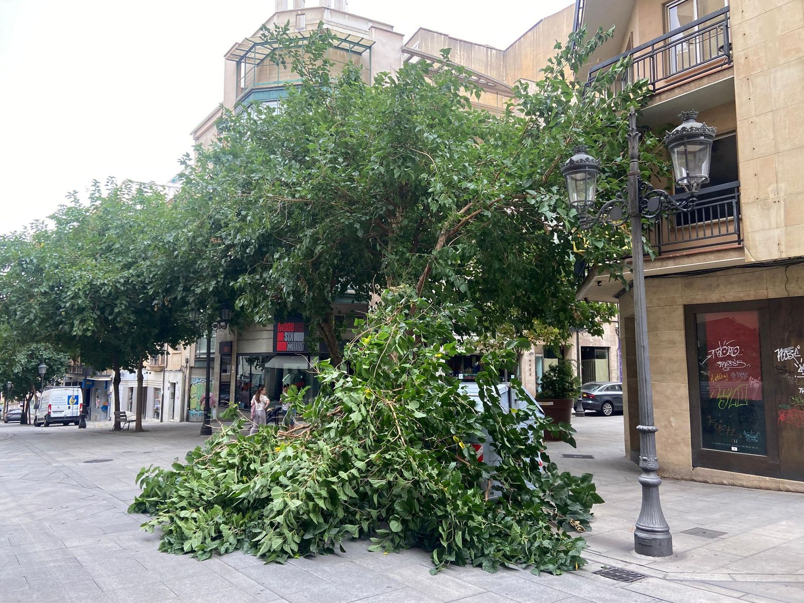 Rama caída en la calle Bientocadas