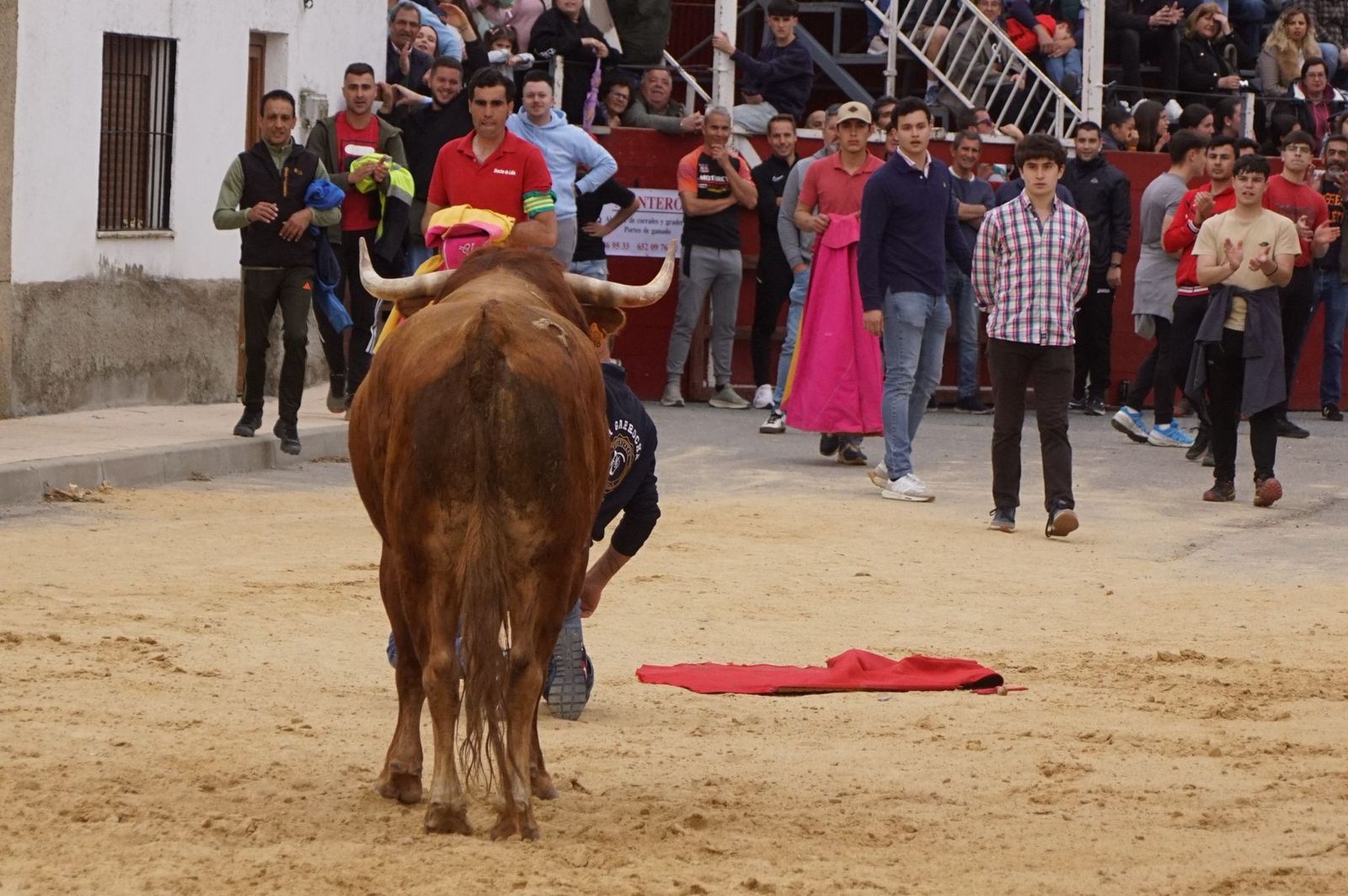 Villoria, toro del Voto
