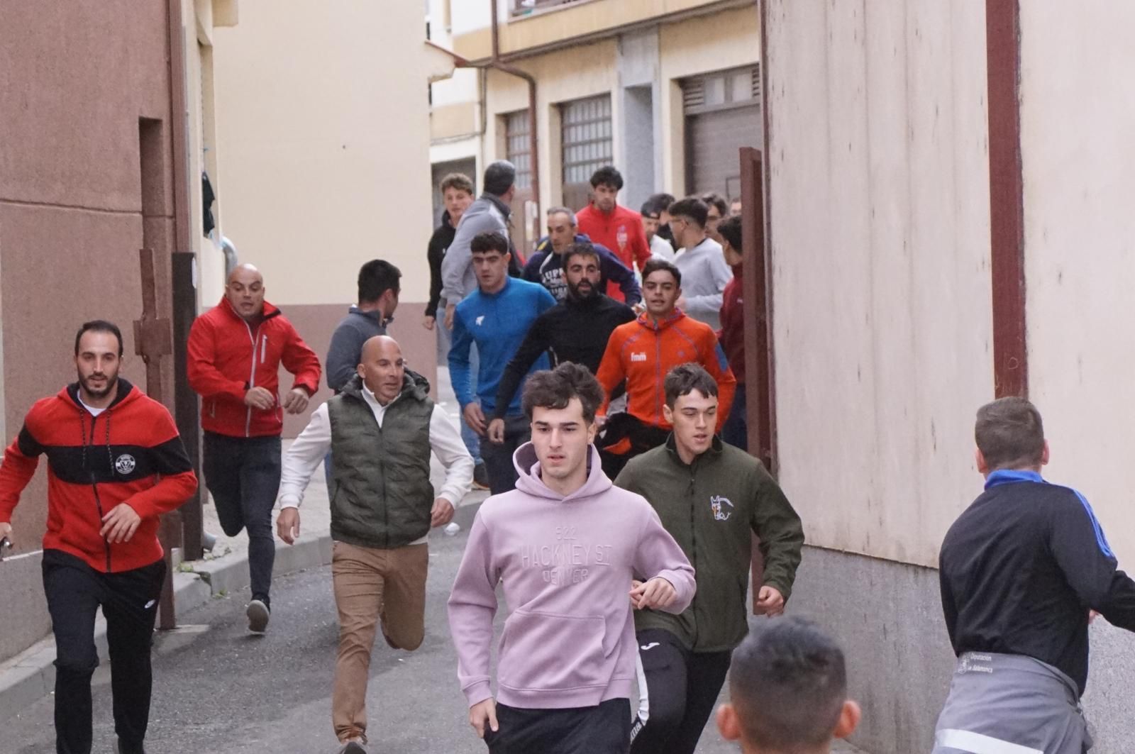 Alba de Tormes celebra un encierro, capea y encierro de minibueyes