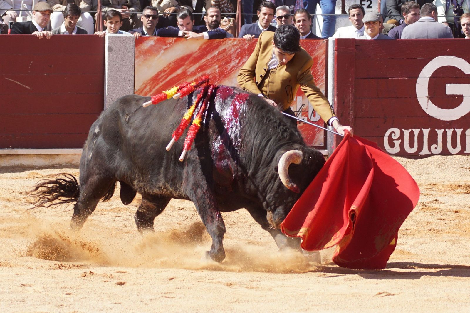 Festival taurino solidario por la esclerosis múltiple en Guijuelo