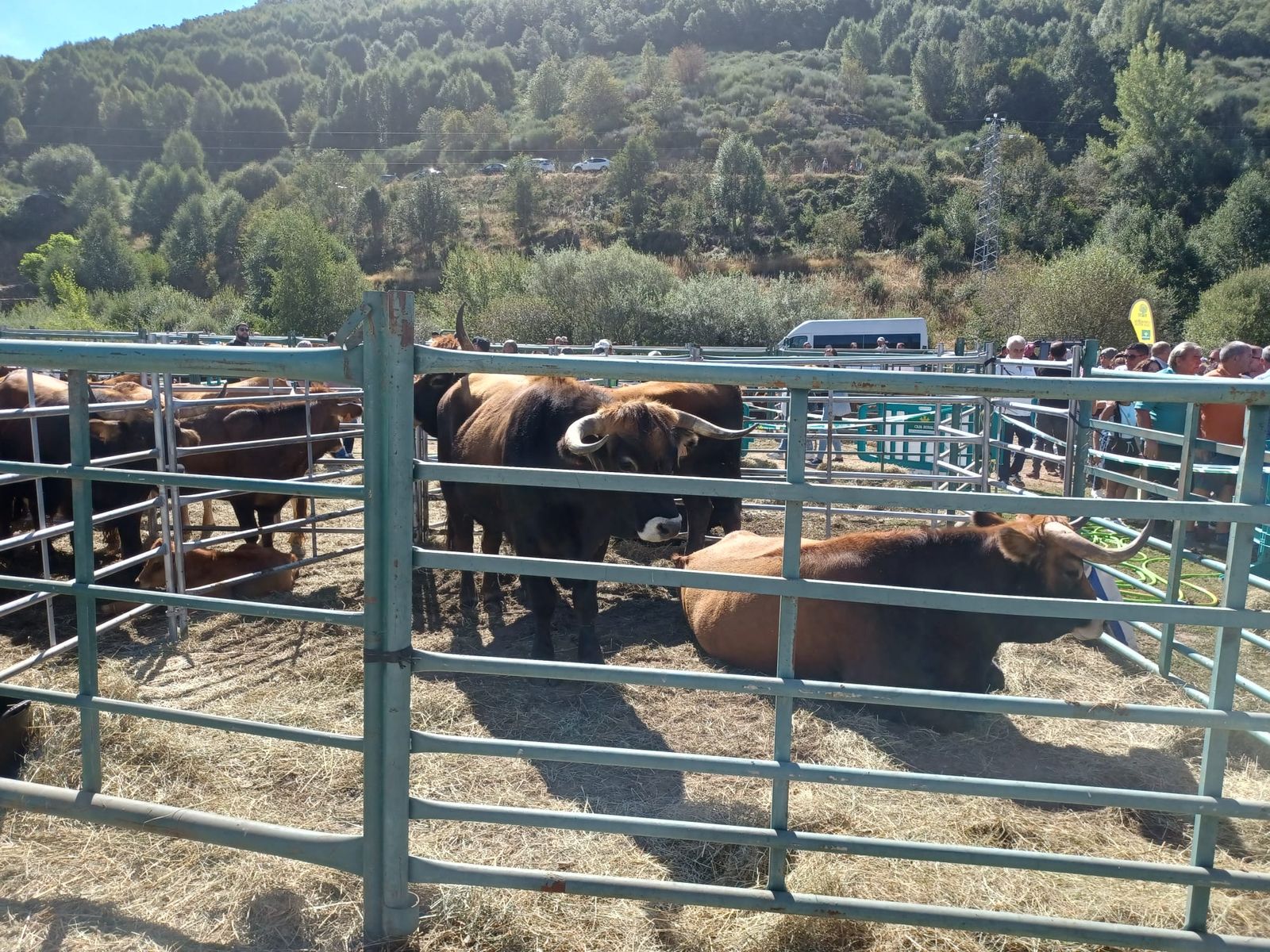 Concurso Morfológico de la Raza Alistana-Sanabresa en Porto. Archivo