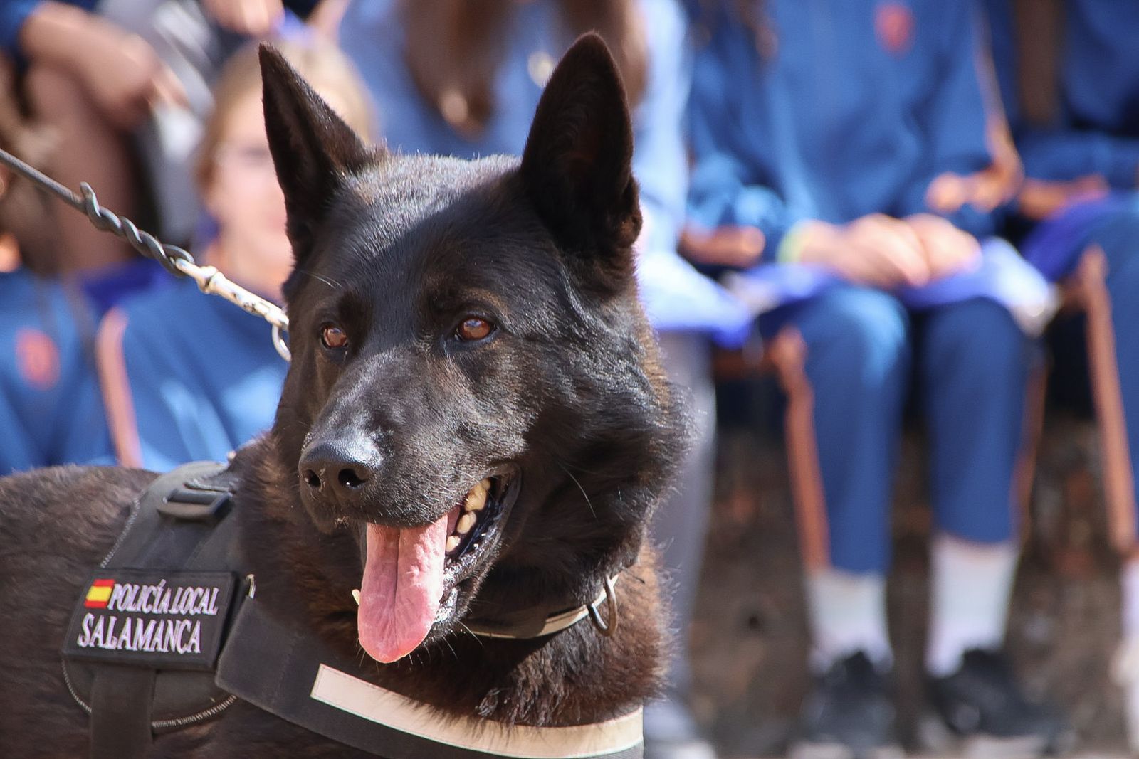 Reportaje perros Policía Local "semillas de conciencia"