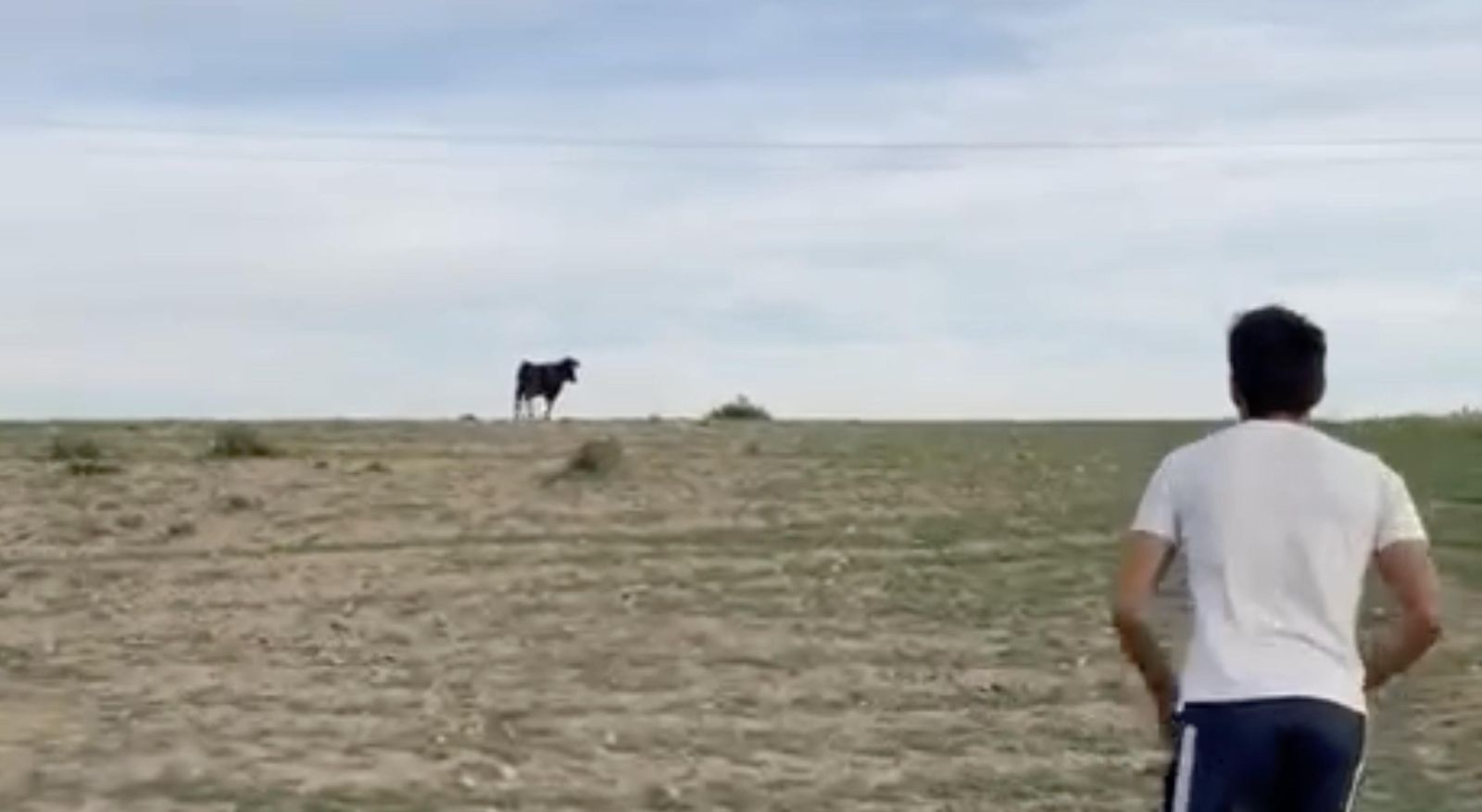 Vaca escapada del encierro de Poveda de la Cintas