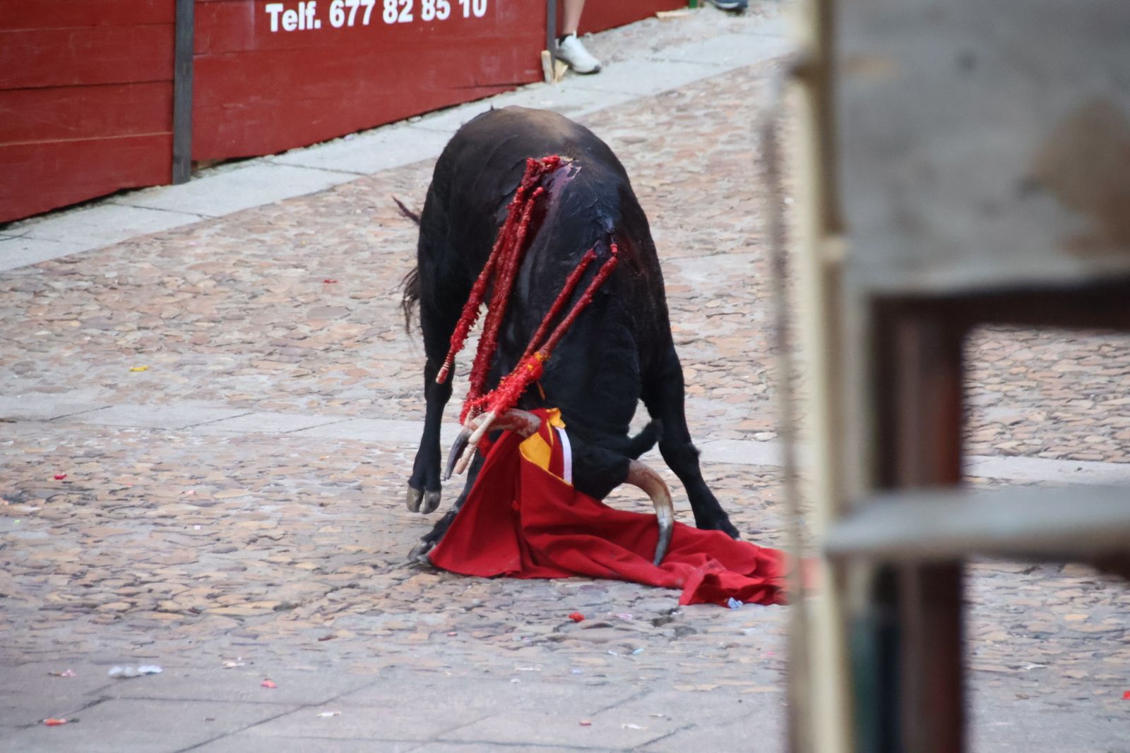 San Esteban de la Sierra, festival taurino sin picadores