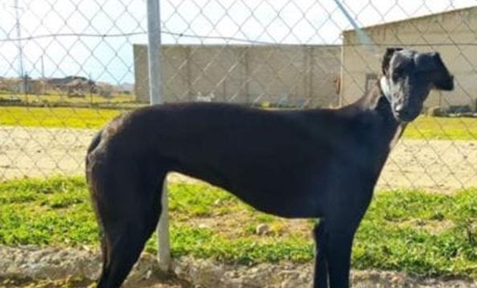 Uno de los perros robados en Zamora