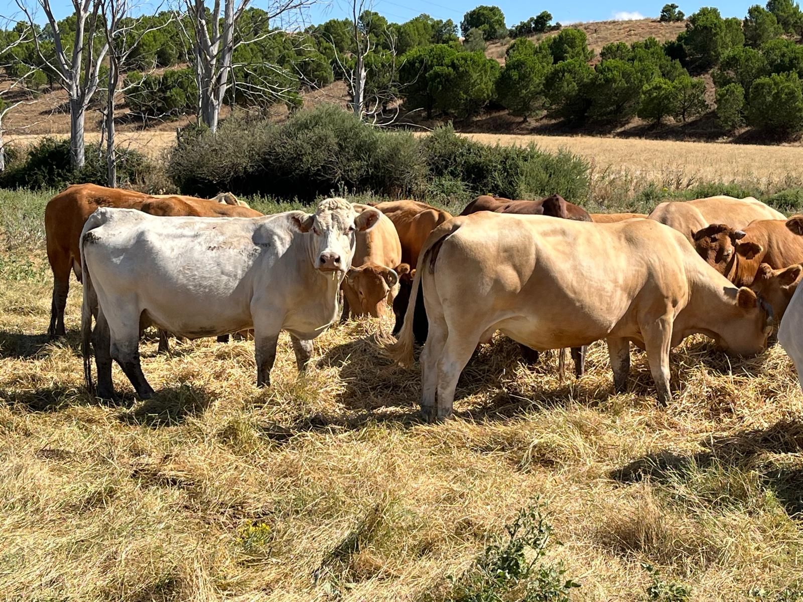 Moreruela de los Infanzones