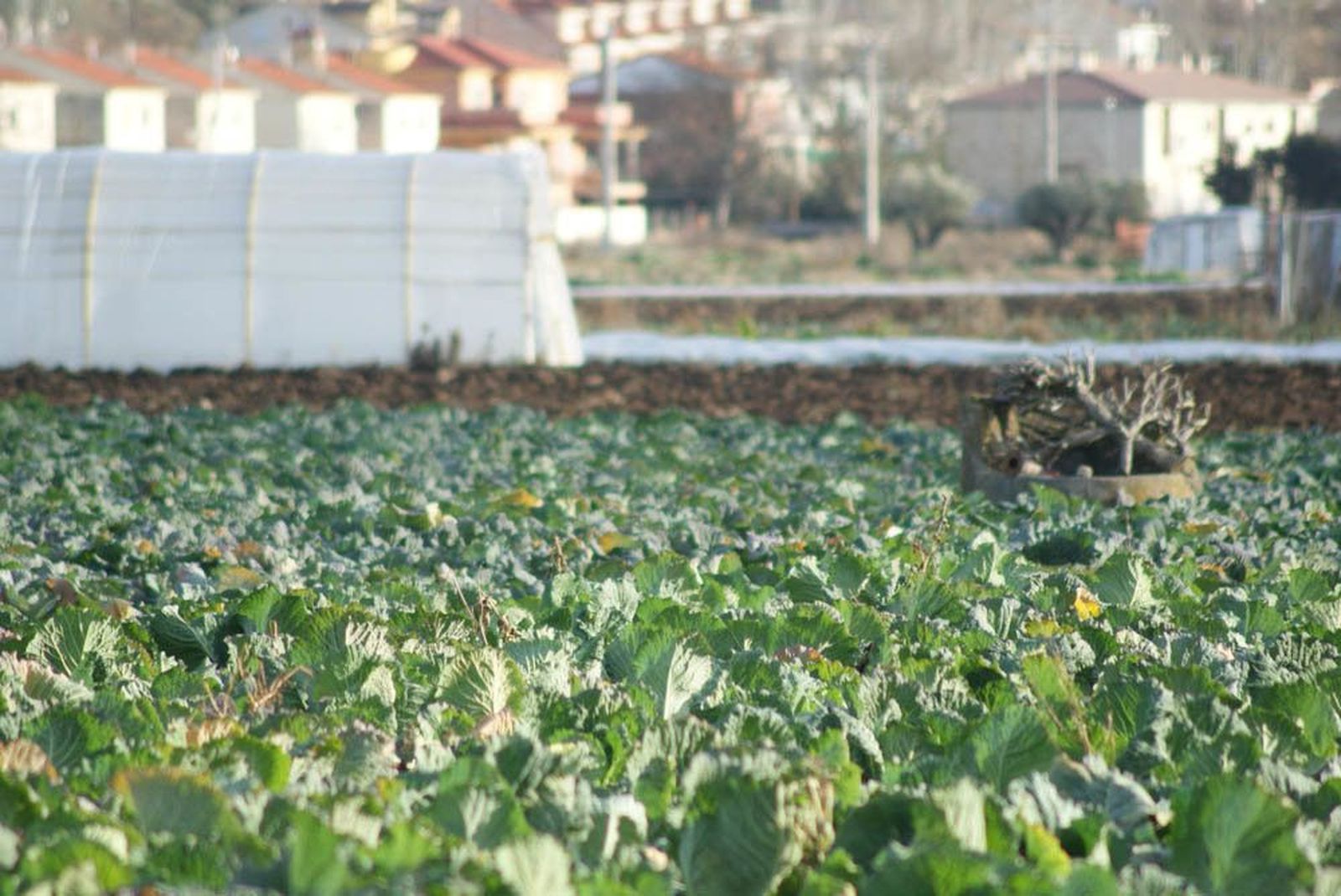 Nuevo régimen jurídico para fortalecer las cooperativas de crédito, uno de los grandes apoyos del sector agrario