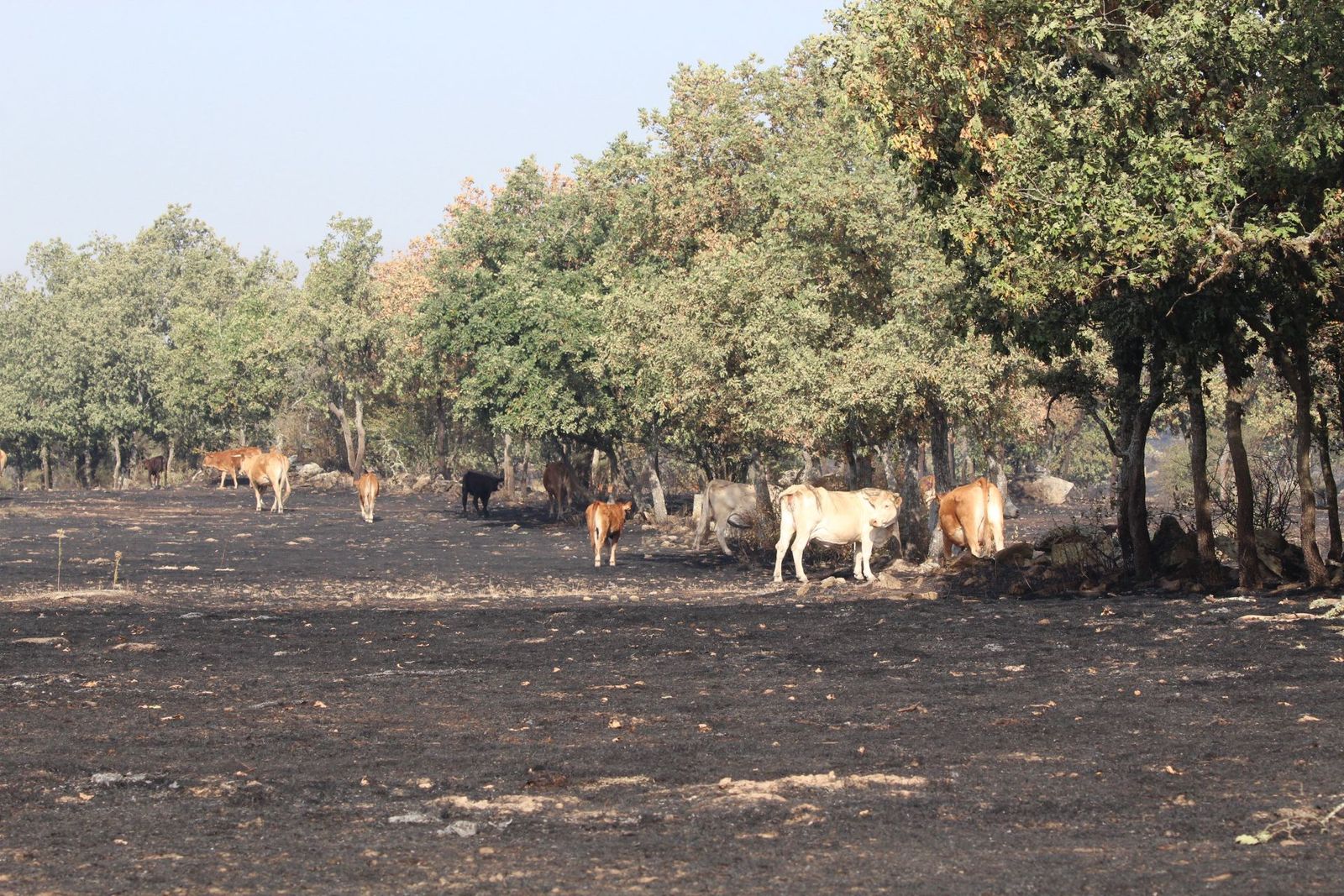 Así han quedado las zonas quemadas durante el incendio de Cipérez