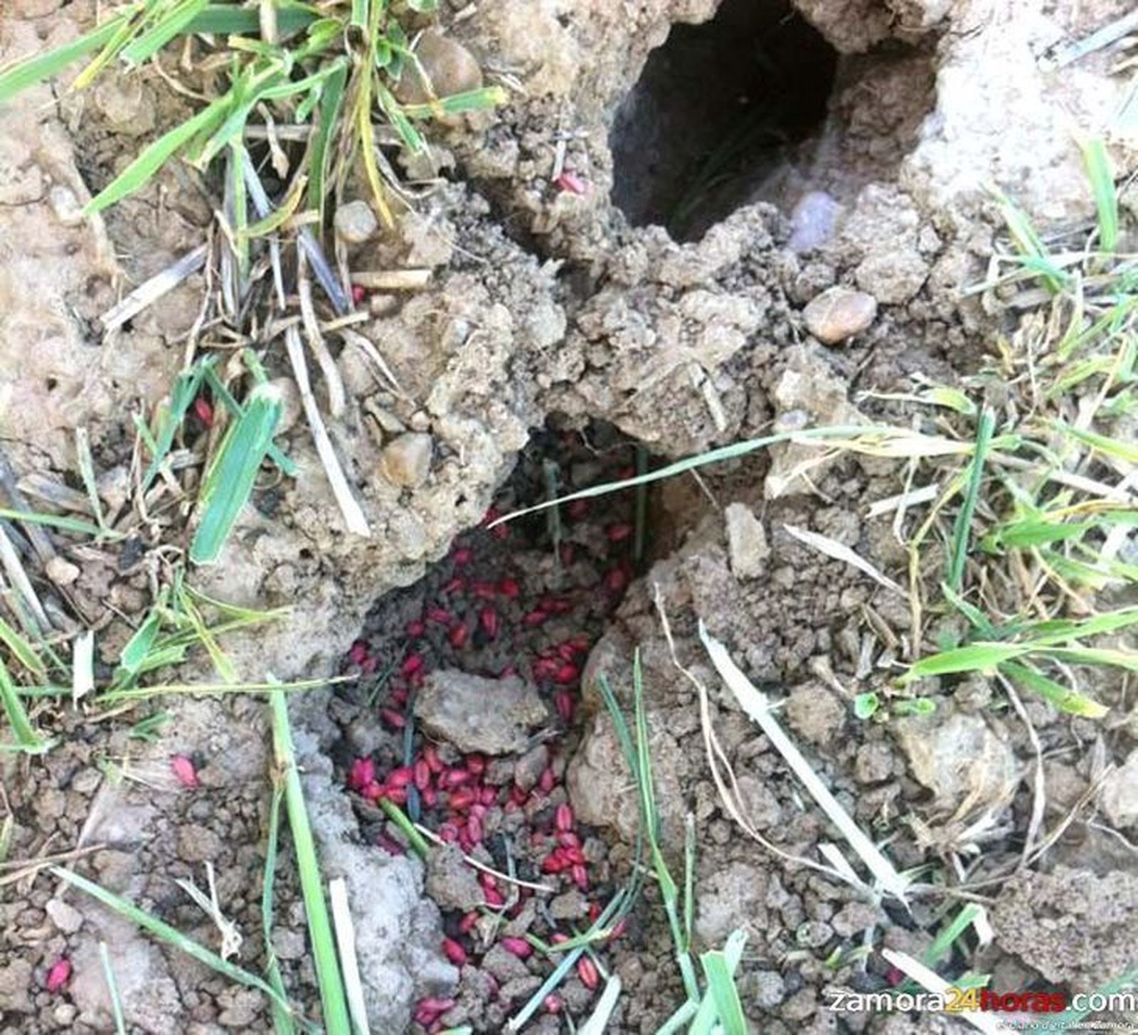 Los cebos envenenados provocaron la muerte de 40.000 animales entre 2005 y 2010