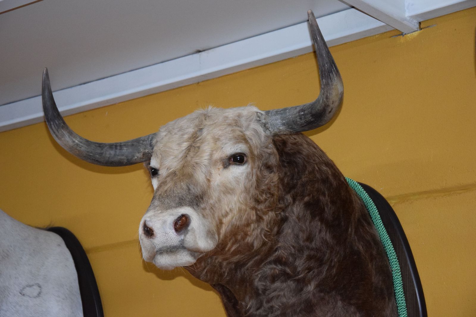 taxidermia-en-salamanca-17