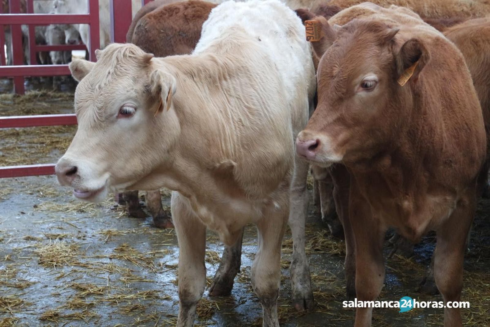 Lonja, vacas, campo, ganado