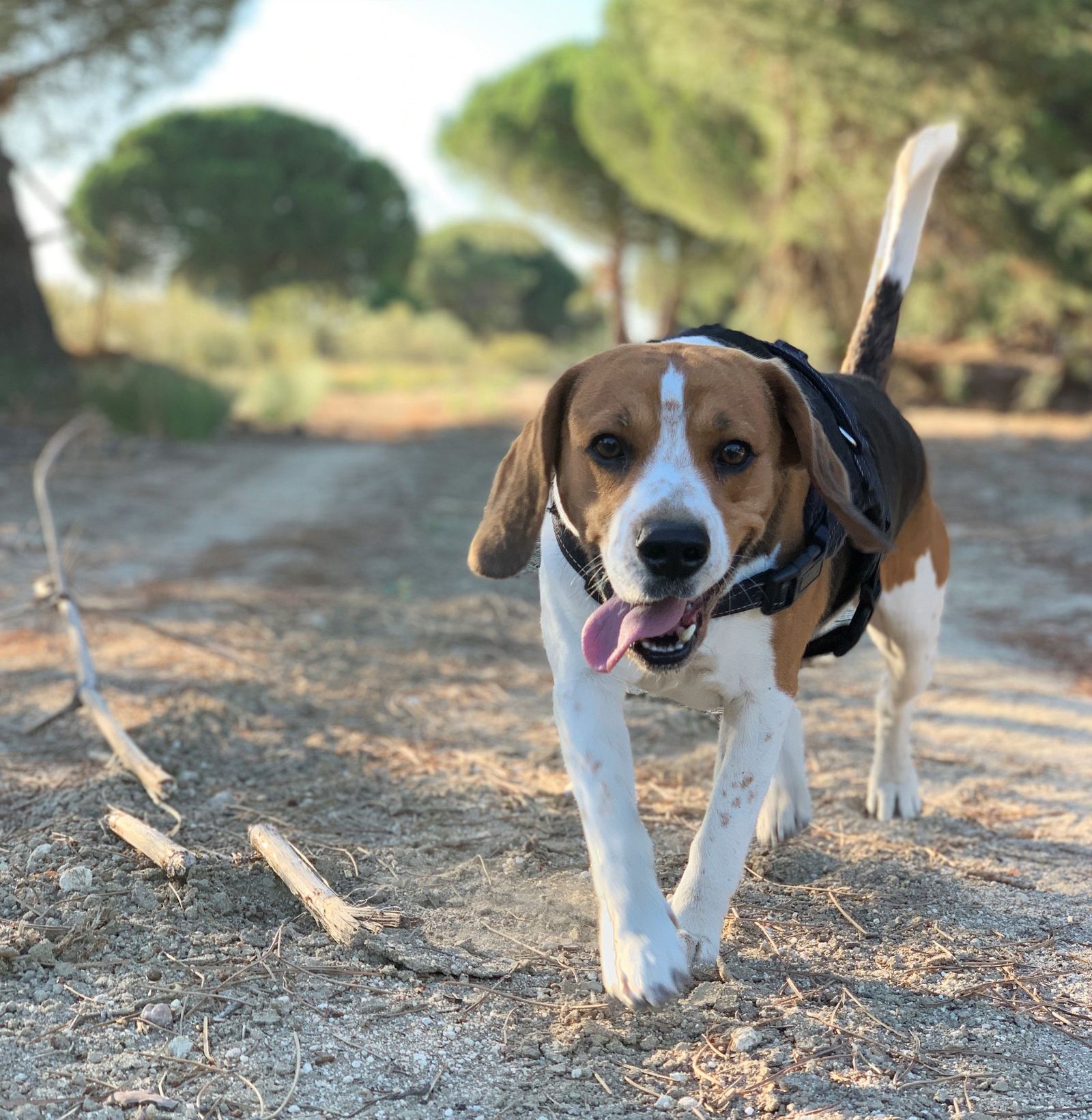 Perro.