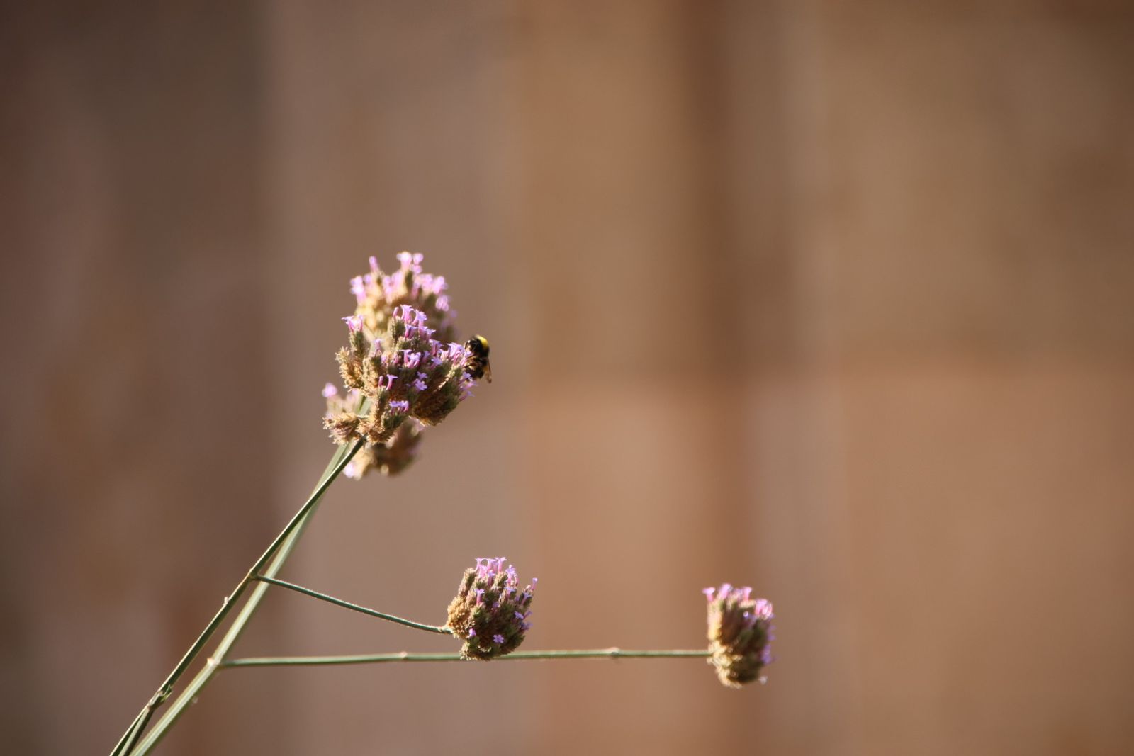 Entrevista Jaime Laso, técnico ayto para el reportaje de los polinizadores