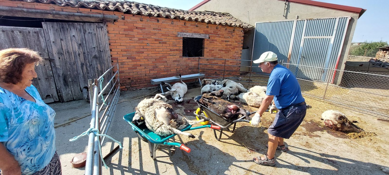 Ataque de lobos en una explotación ganadera de Badilla