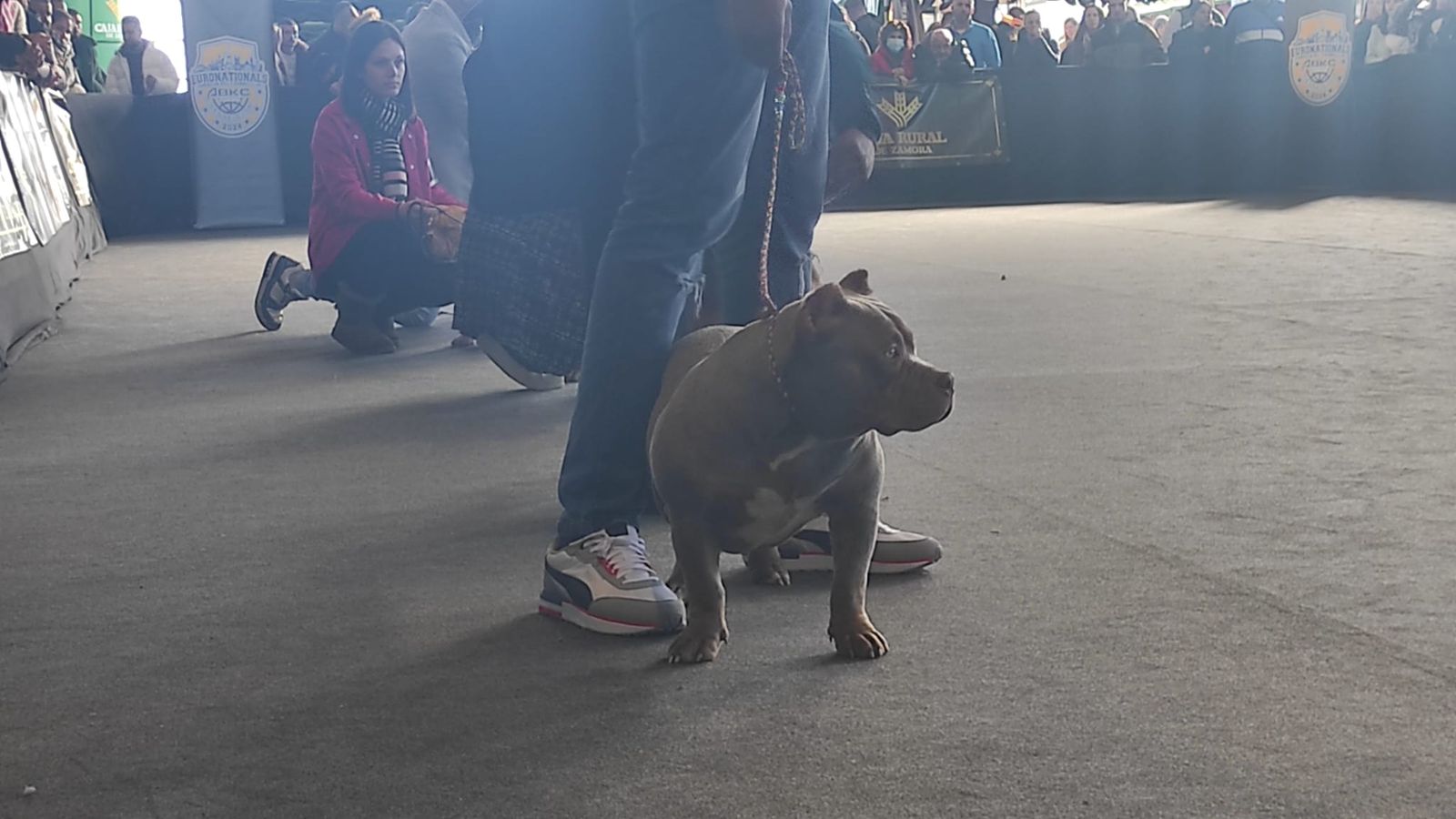 Los mejores American Bully europeos se apoderan de IFEZA en una nueva edición de su certamen de belleza