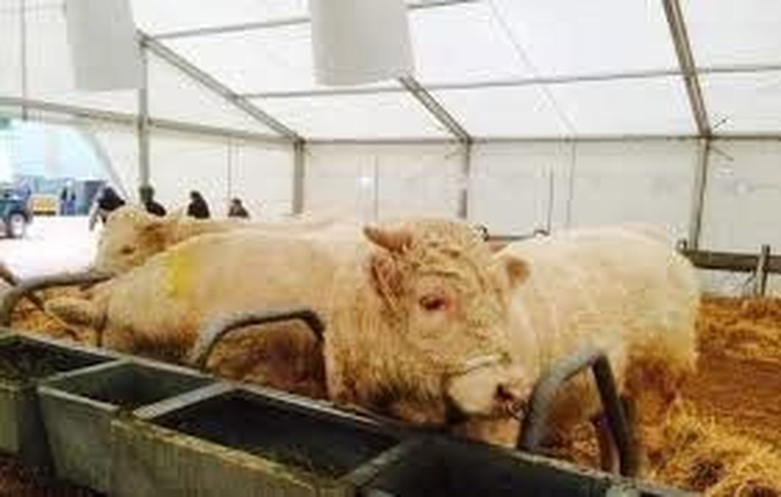 El PP solicita al “tripartito” que apueste más por las ferias ganaderas tradicionales