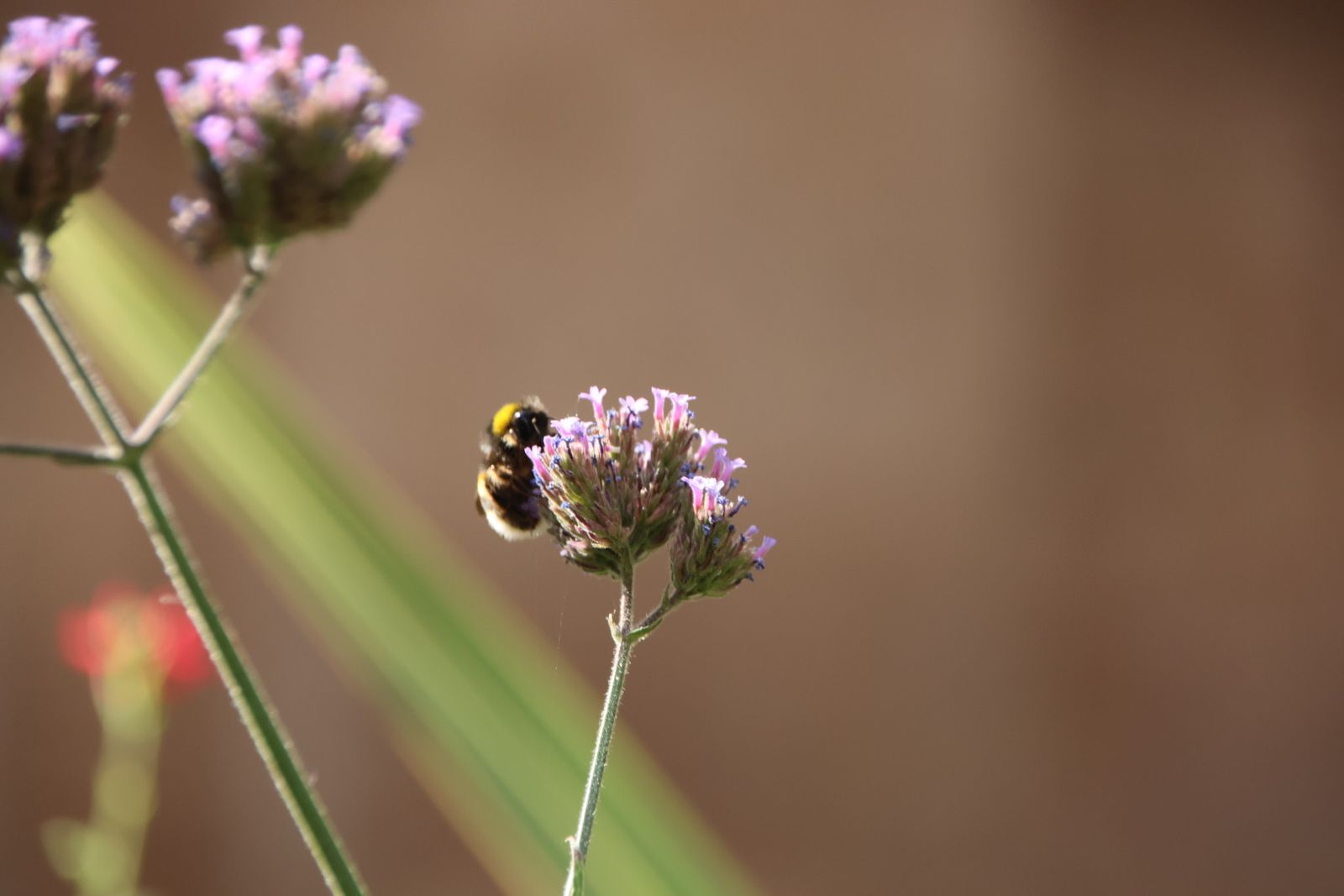 Entrevista Jaime Laso, técnico ayto para el reportaje de los polinizadores