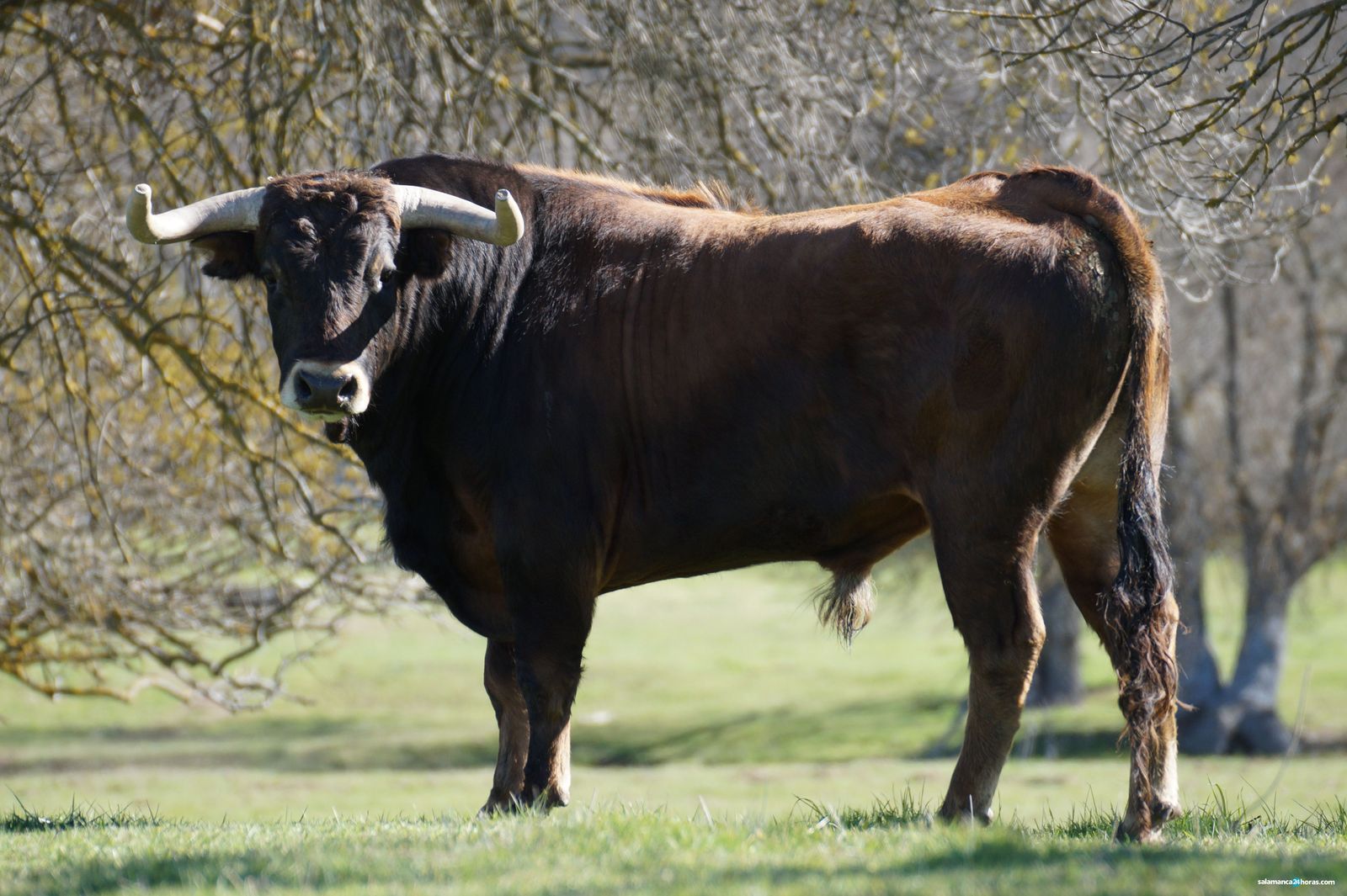 Ganadería Domingo Hernández