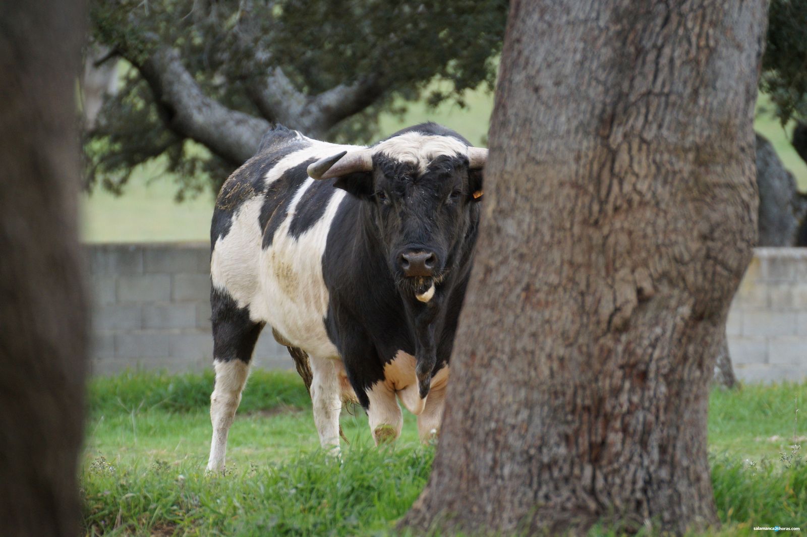 Barcial, ganadería centenaria de gran tradición. Foto de archivo