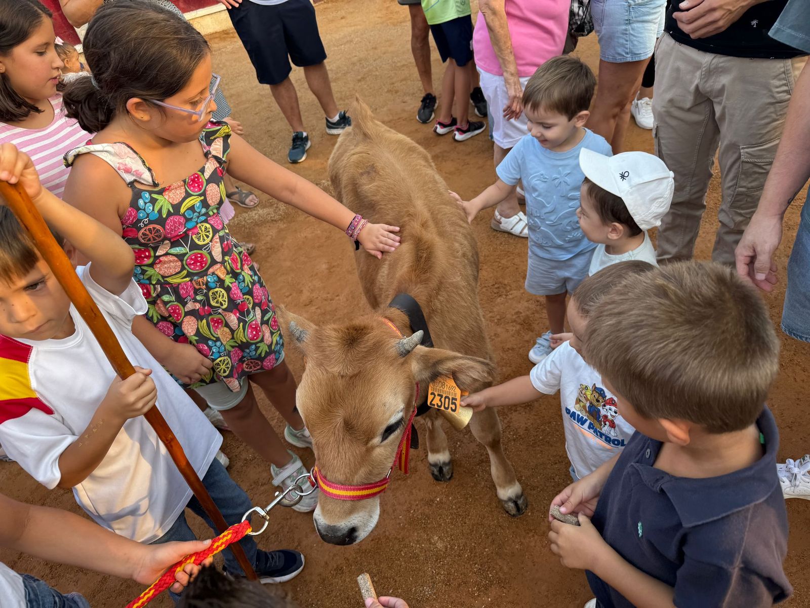 Encierro infantil de Mini Bueyes en Guijuelo durante sus fiestas 2025