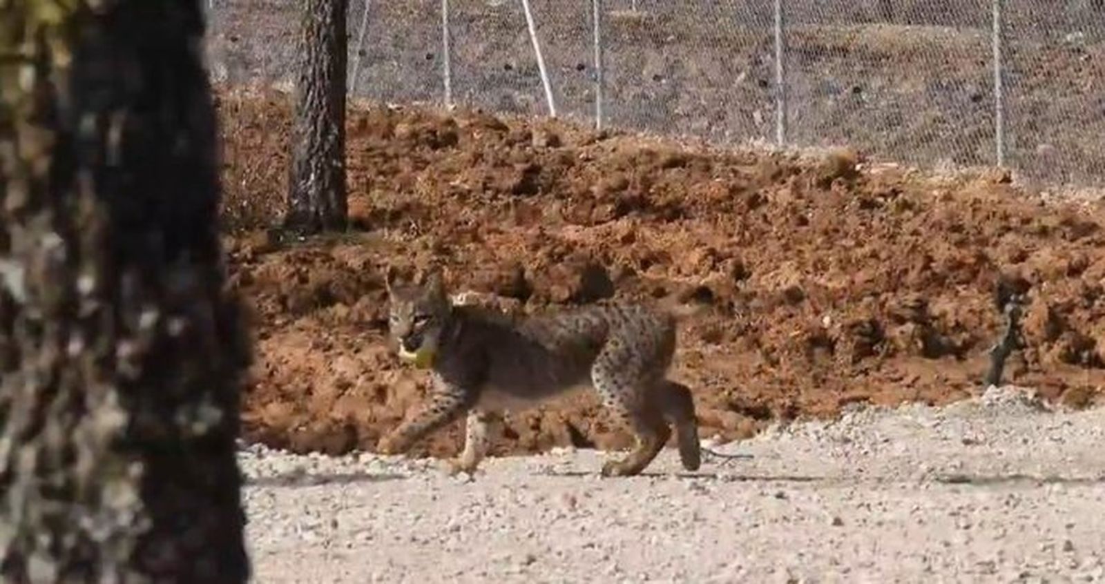 Lince en el Cerrato palentino