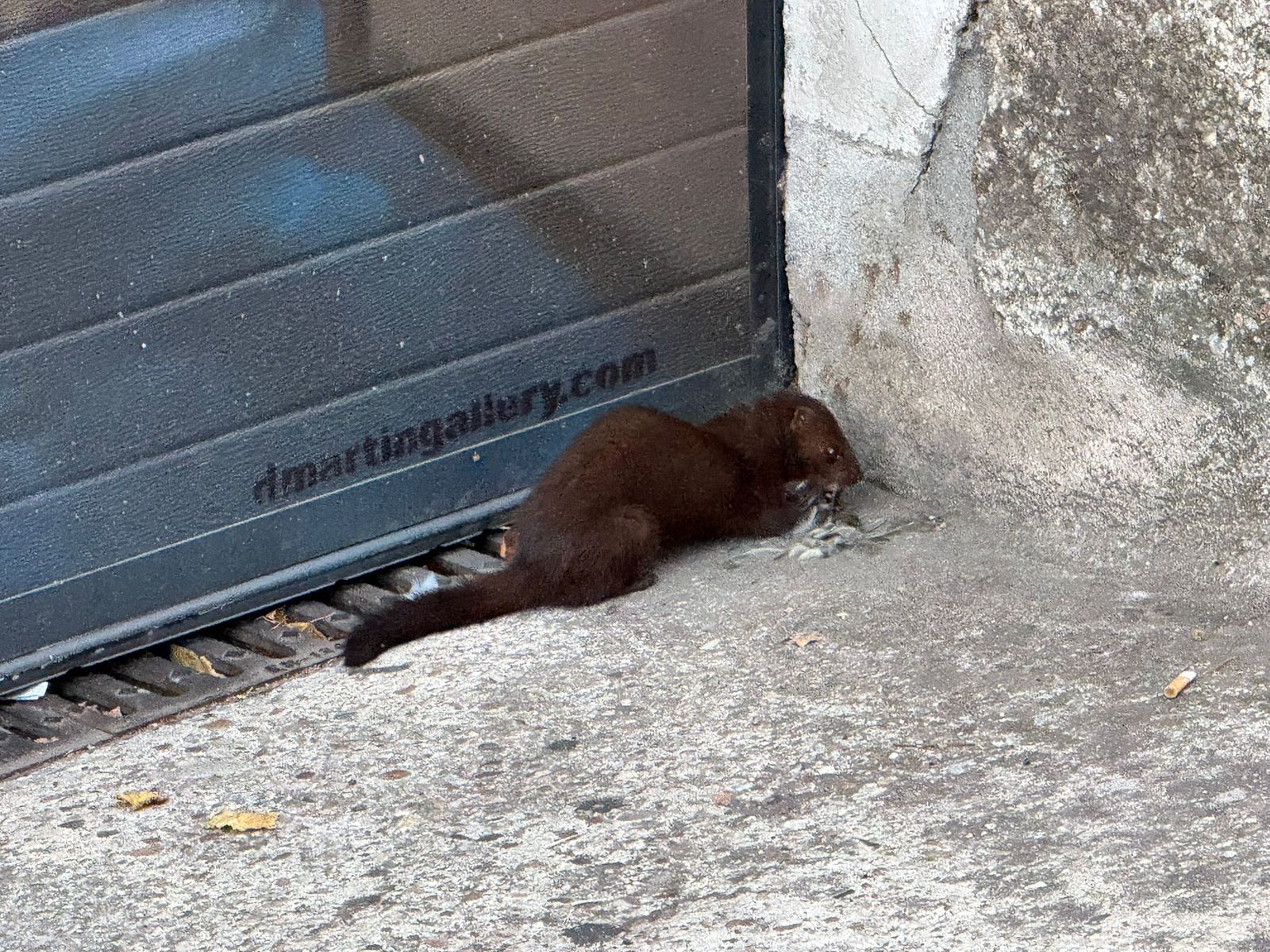 Un visón se pasea libremente por el centro de Salamanca
