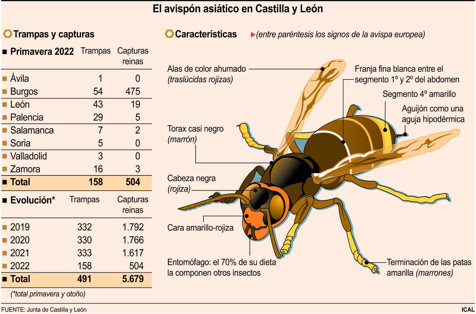 Avispa asiática | ICAL