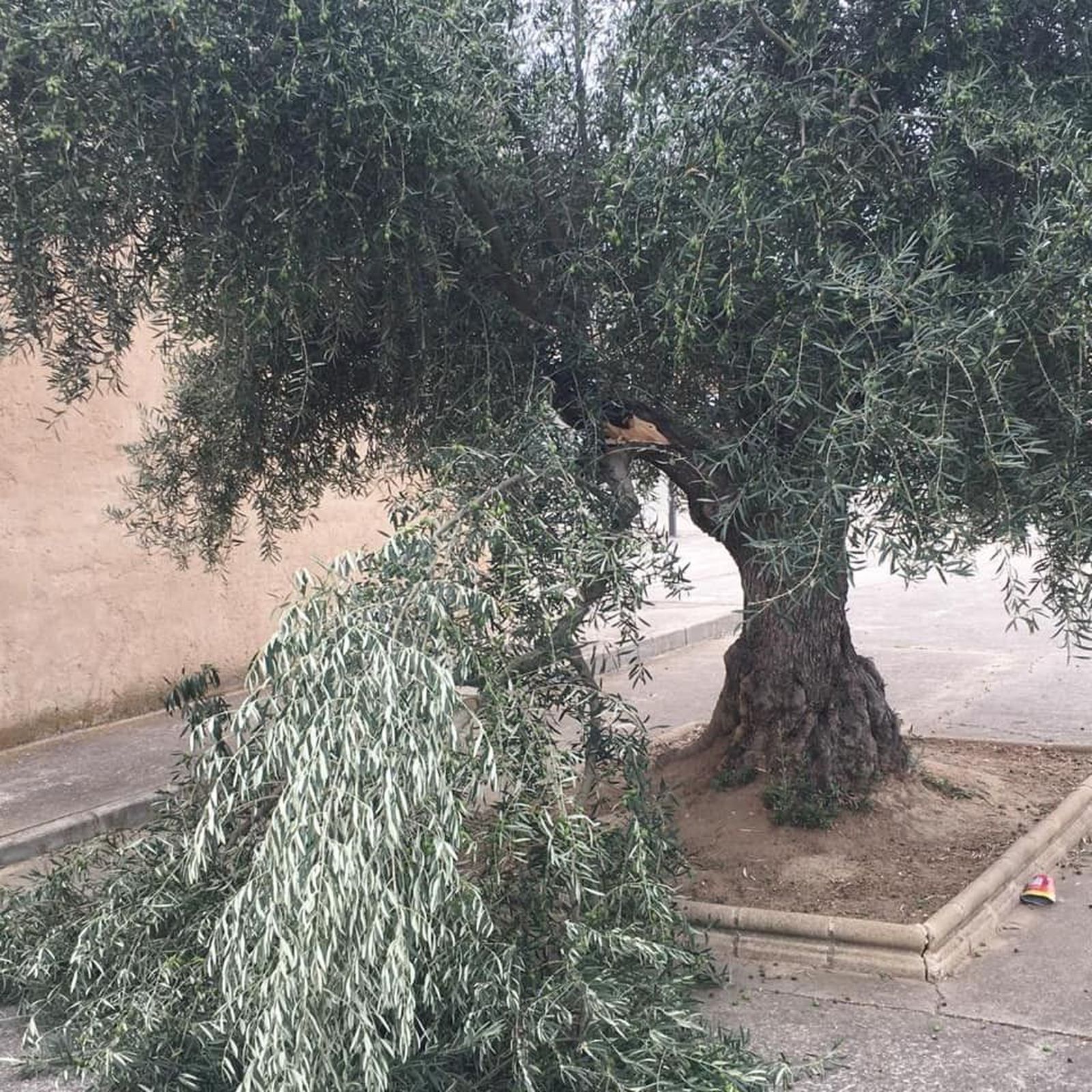 Actos vandalicos monfarracinos (7)