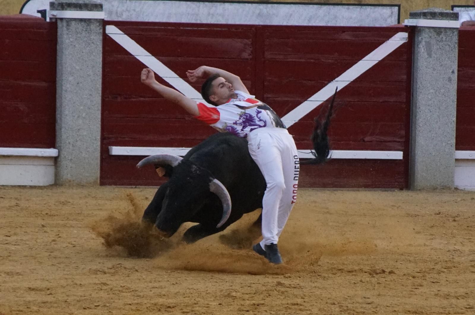 Gran ambiente en los cortes y la suelta de vaquillas de Peñaranda