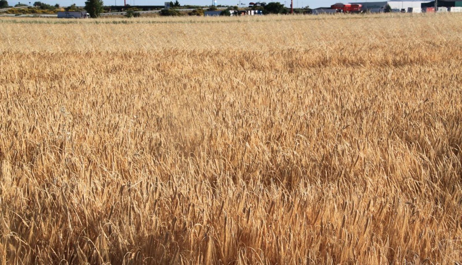 Cereales cosecha junio 2020 SALAMANCA24HORAS