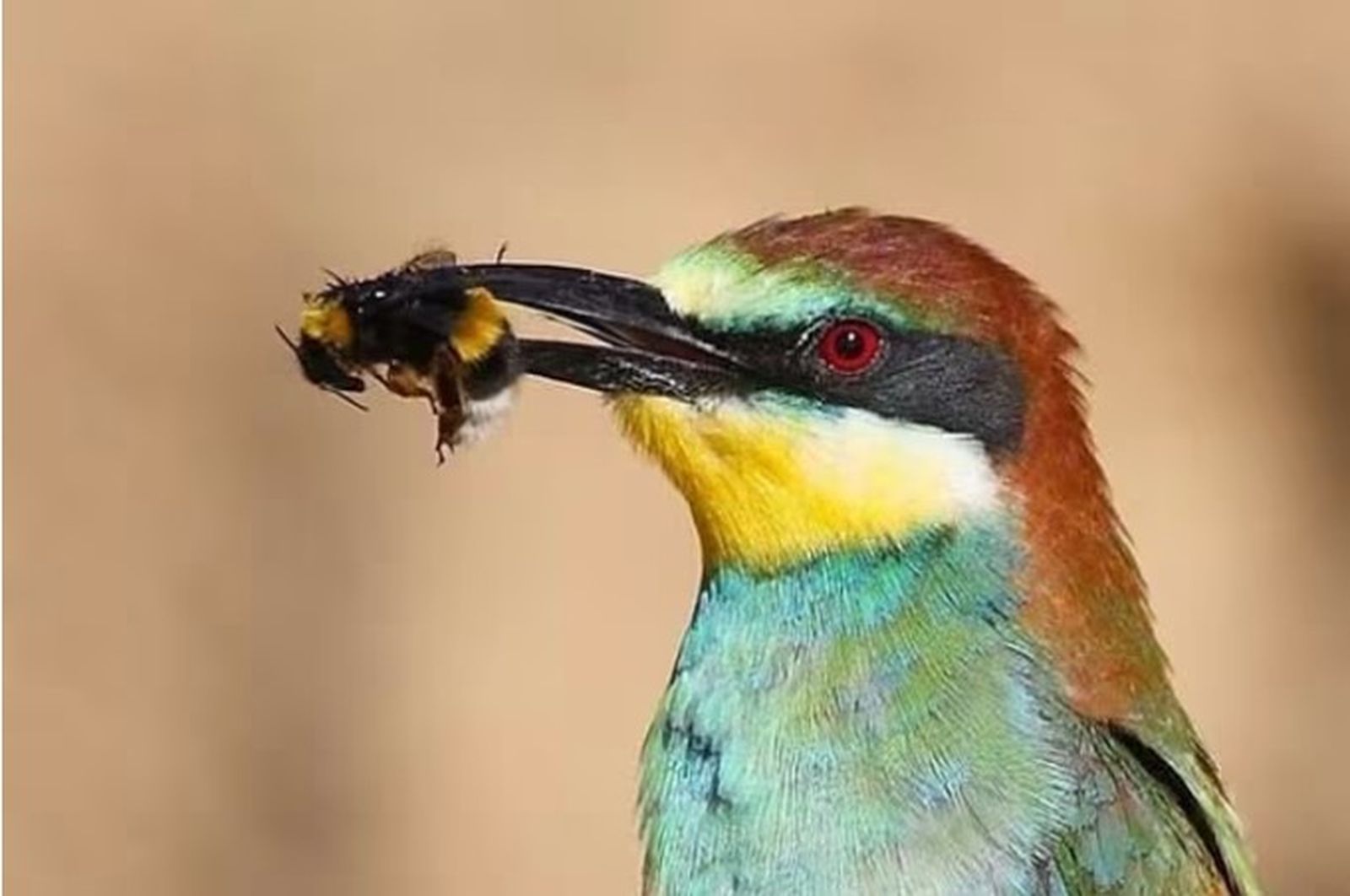 Abejaruco y abejas. Imagen Europa Press