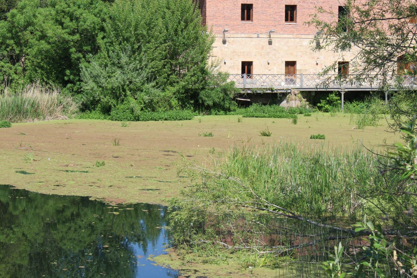 Azolla en el Tormes