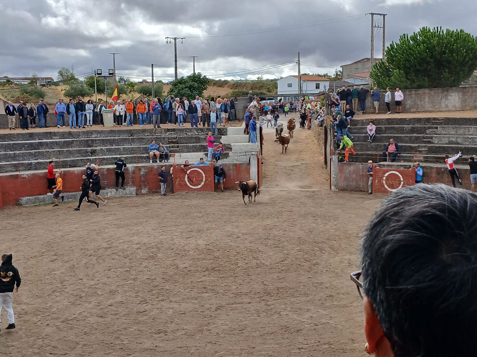 Segundo encierro con novillos de Valdeflores en Pereña de la Ribera
